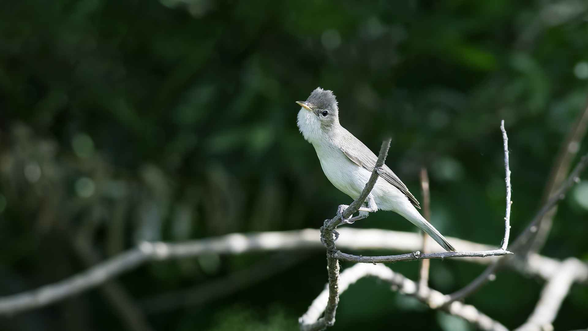 Eastern Olivaceous Warbler