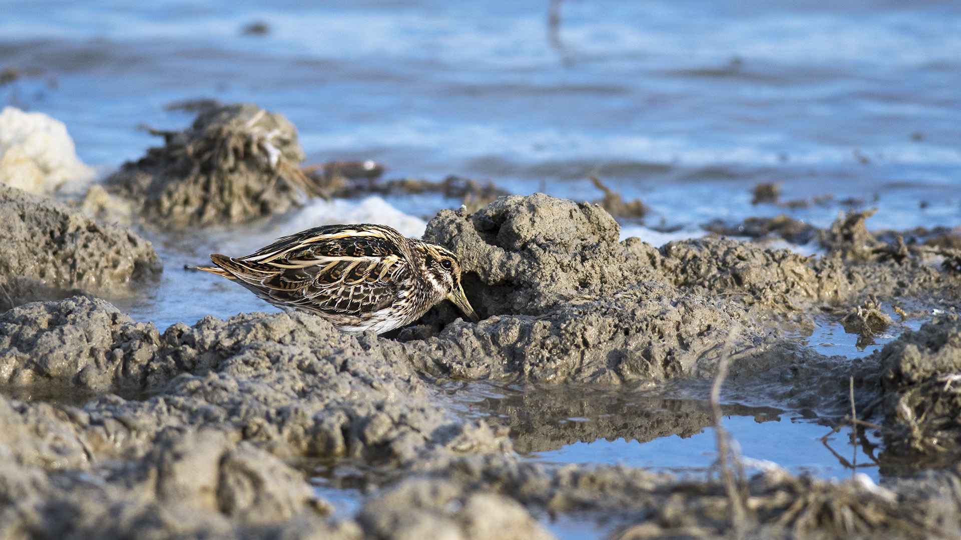 Jack Snipe