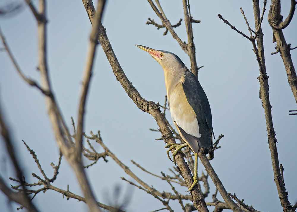 Little Bittern