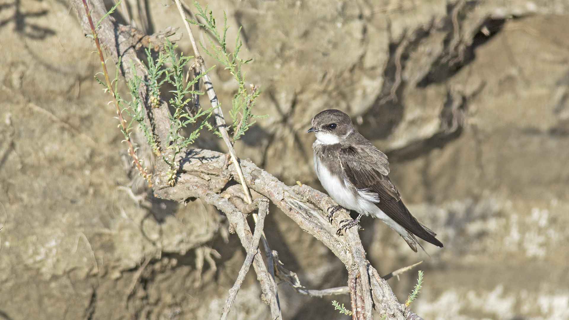 Bank Swallow
