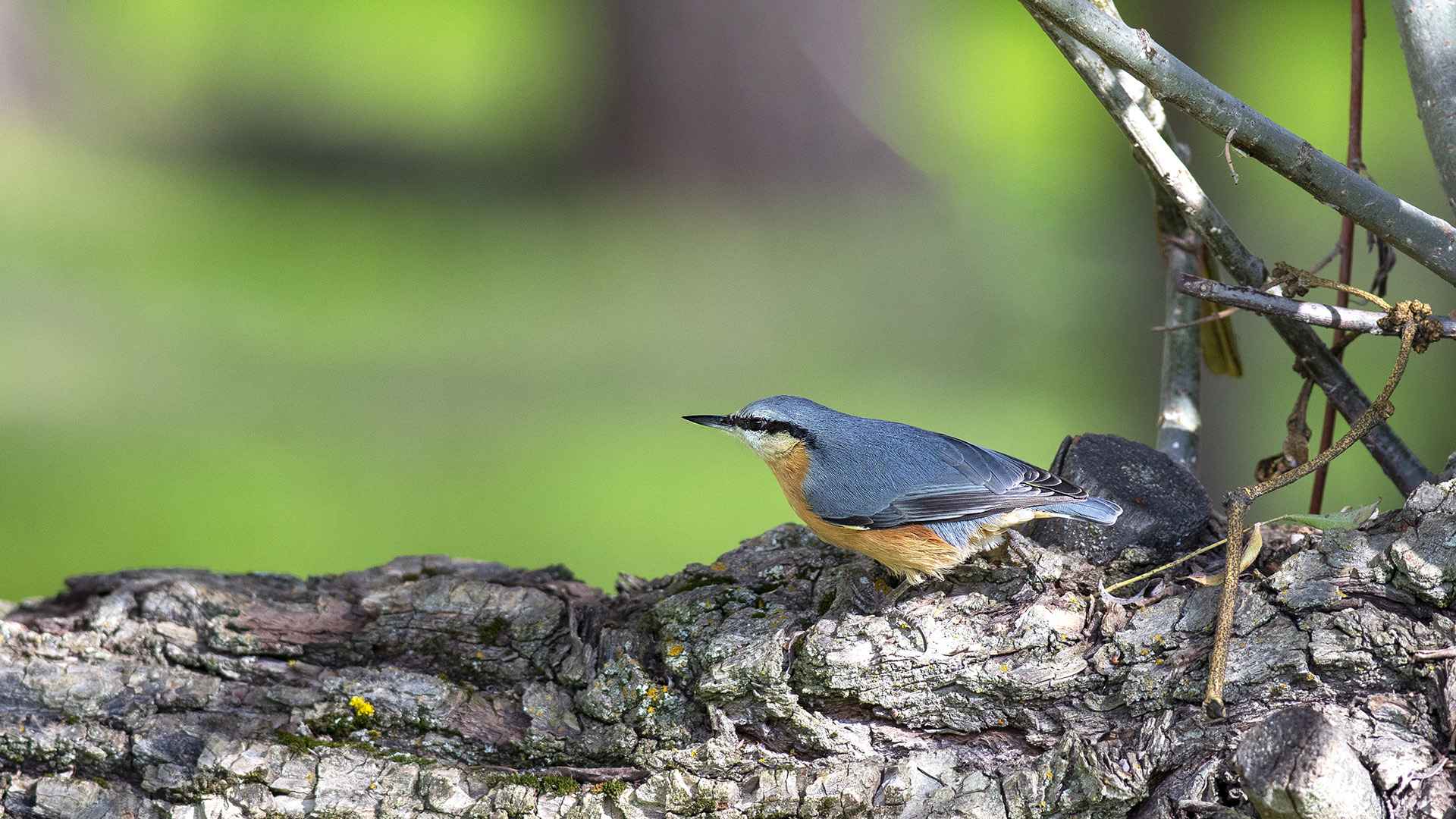 Eurasian Nuthatch