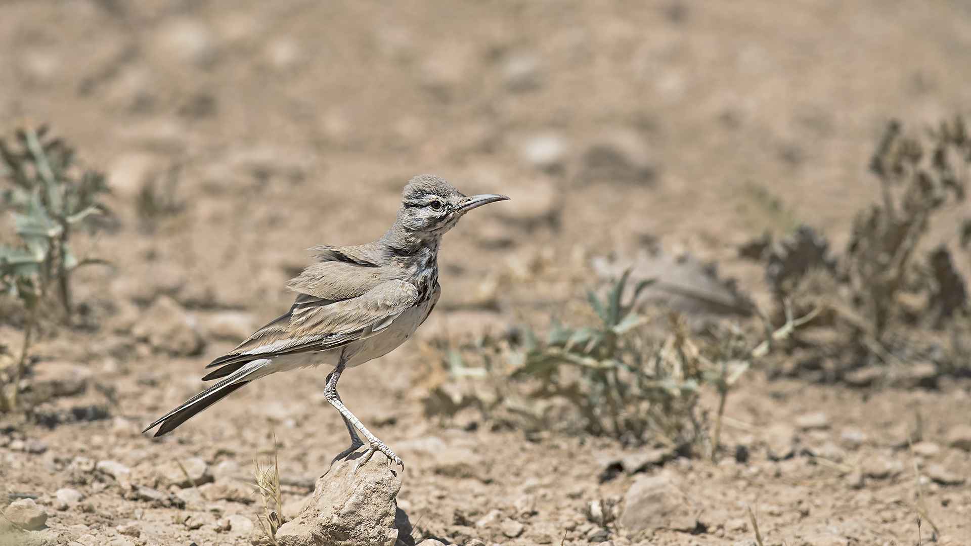 Greater Hoopoe-Lark