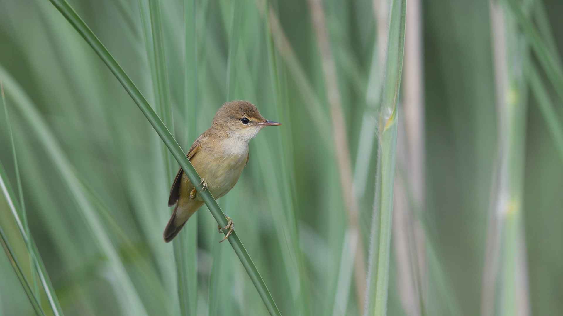 Eurasian Reed Warbler