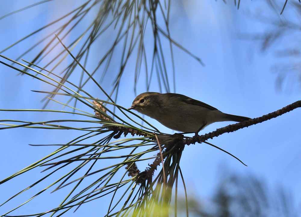 Hume's Warbler