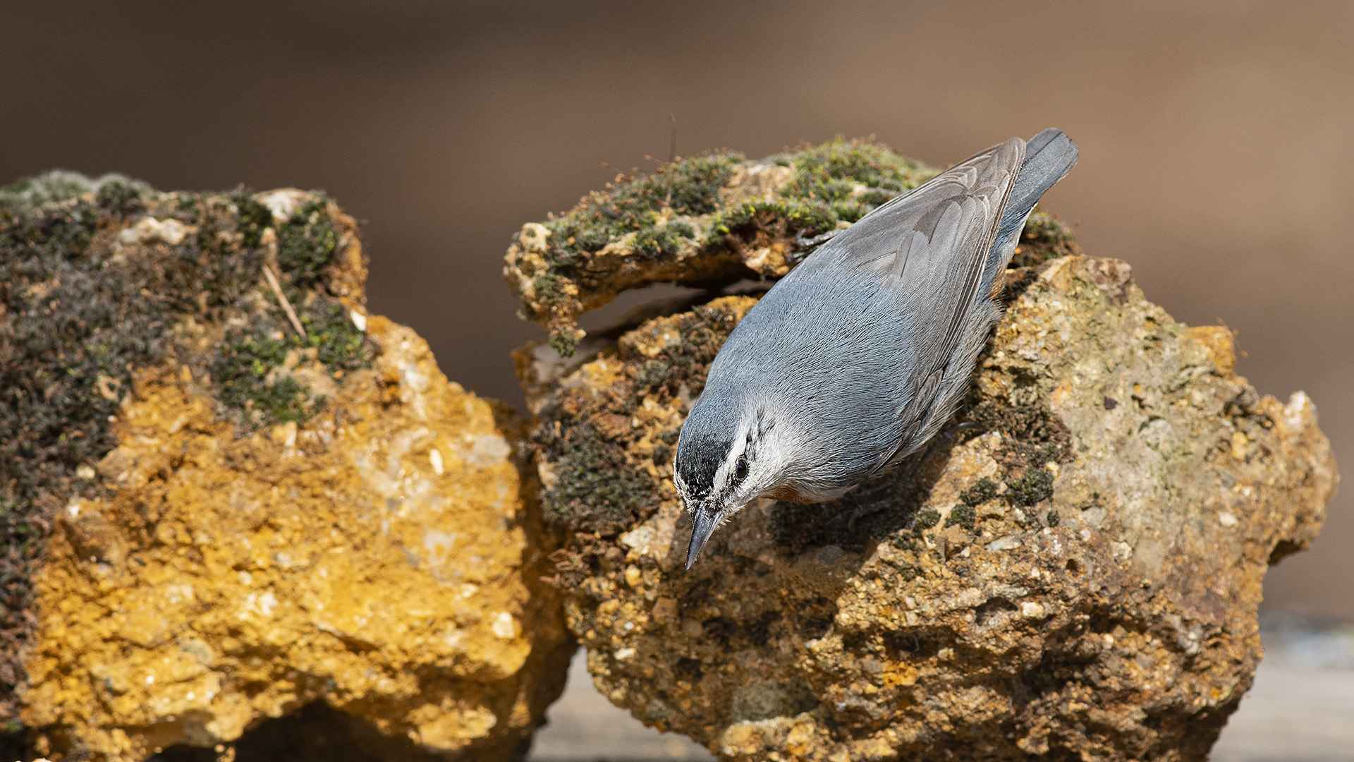 Krüper's Nuthatch