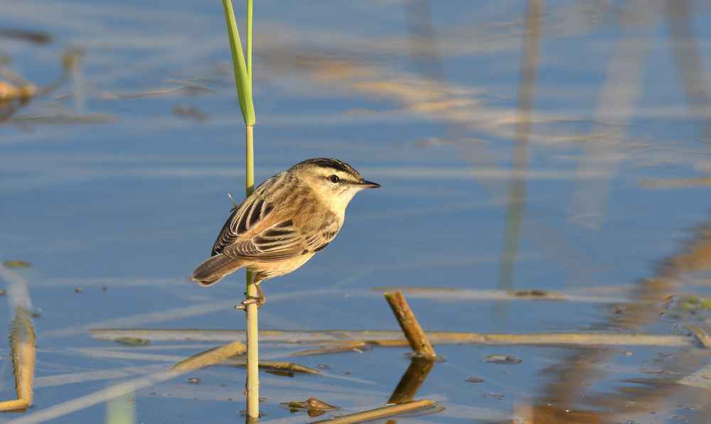 Sedge Warbler