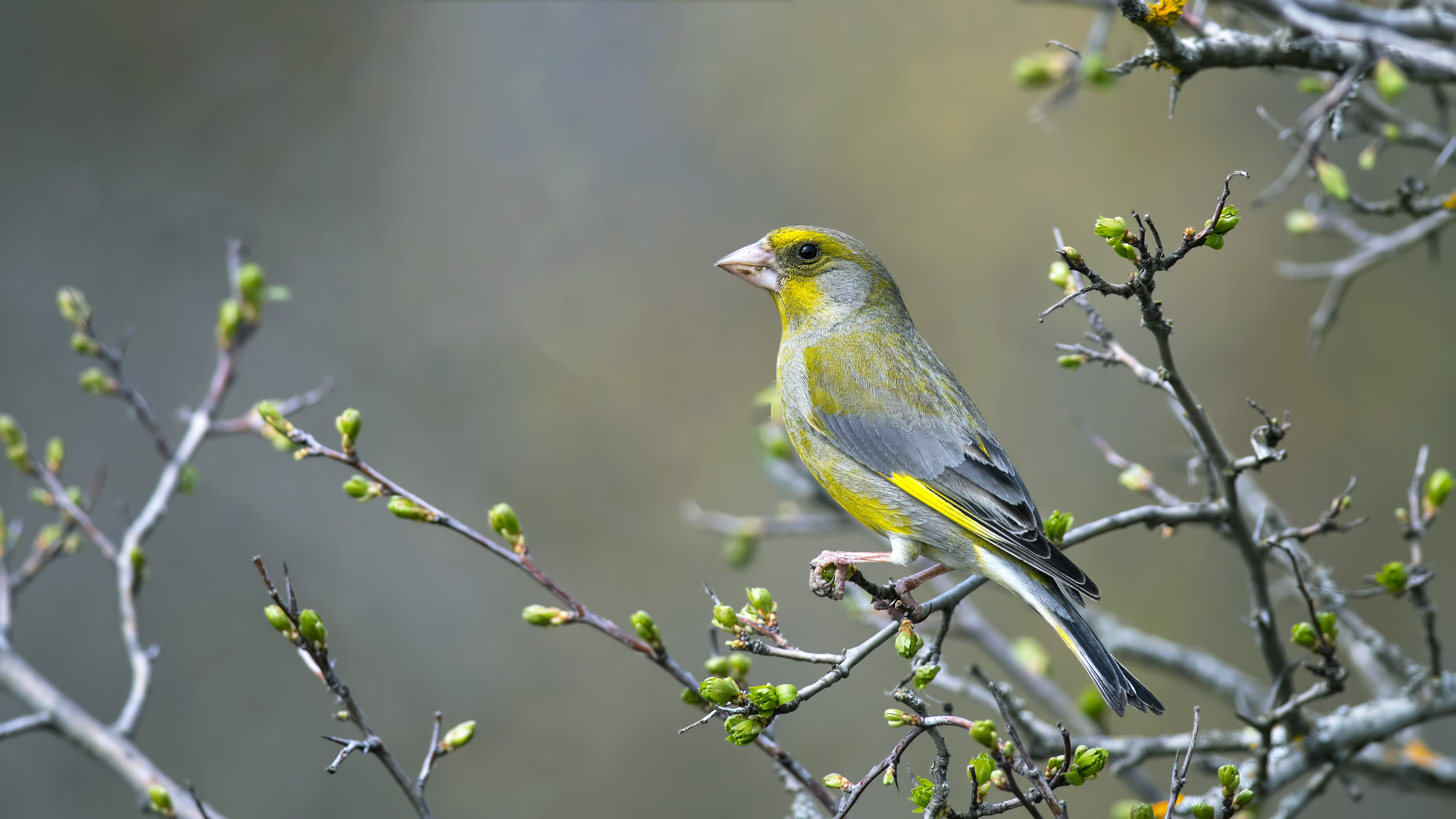European Greenfinch