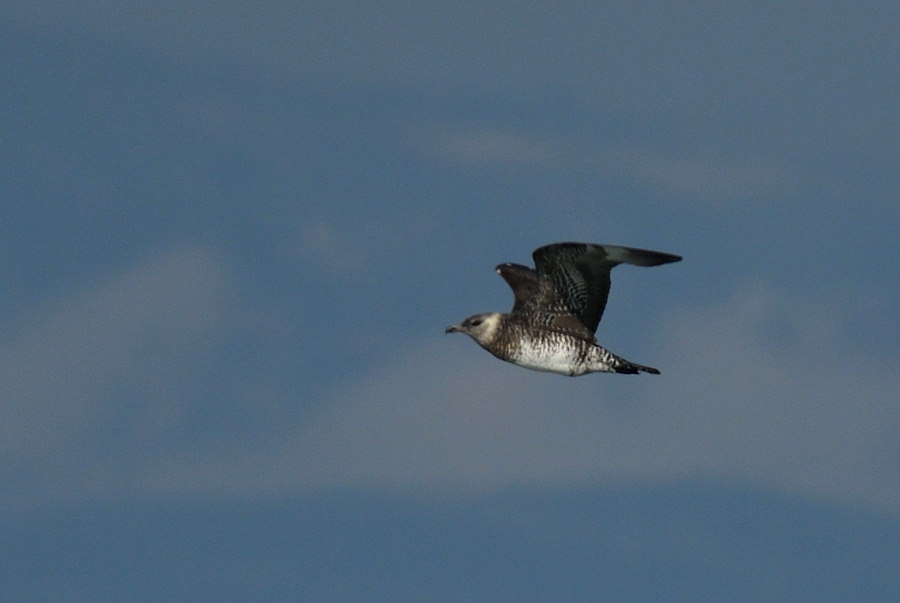 Pomarine Jaeger