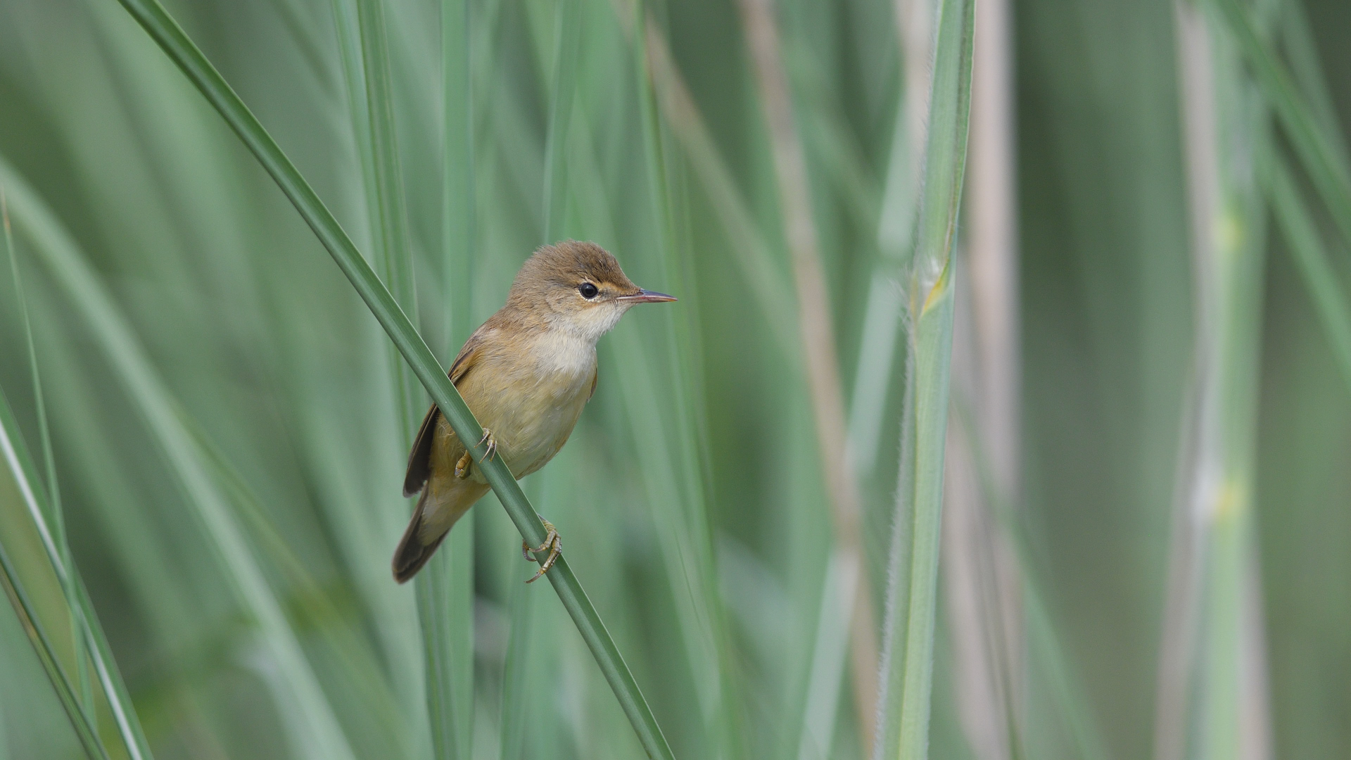 Eurasian Reed Warbler