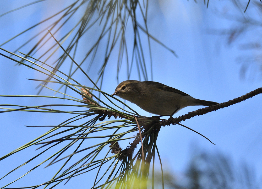 Hume's Warbler