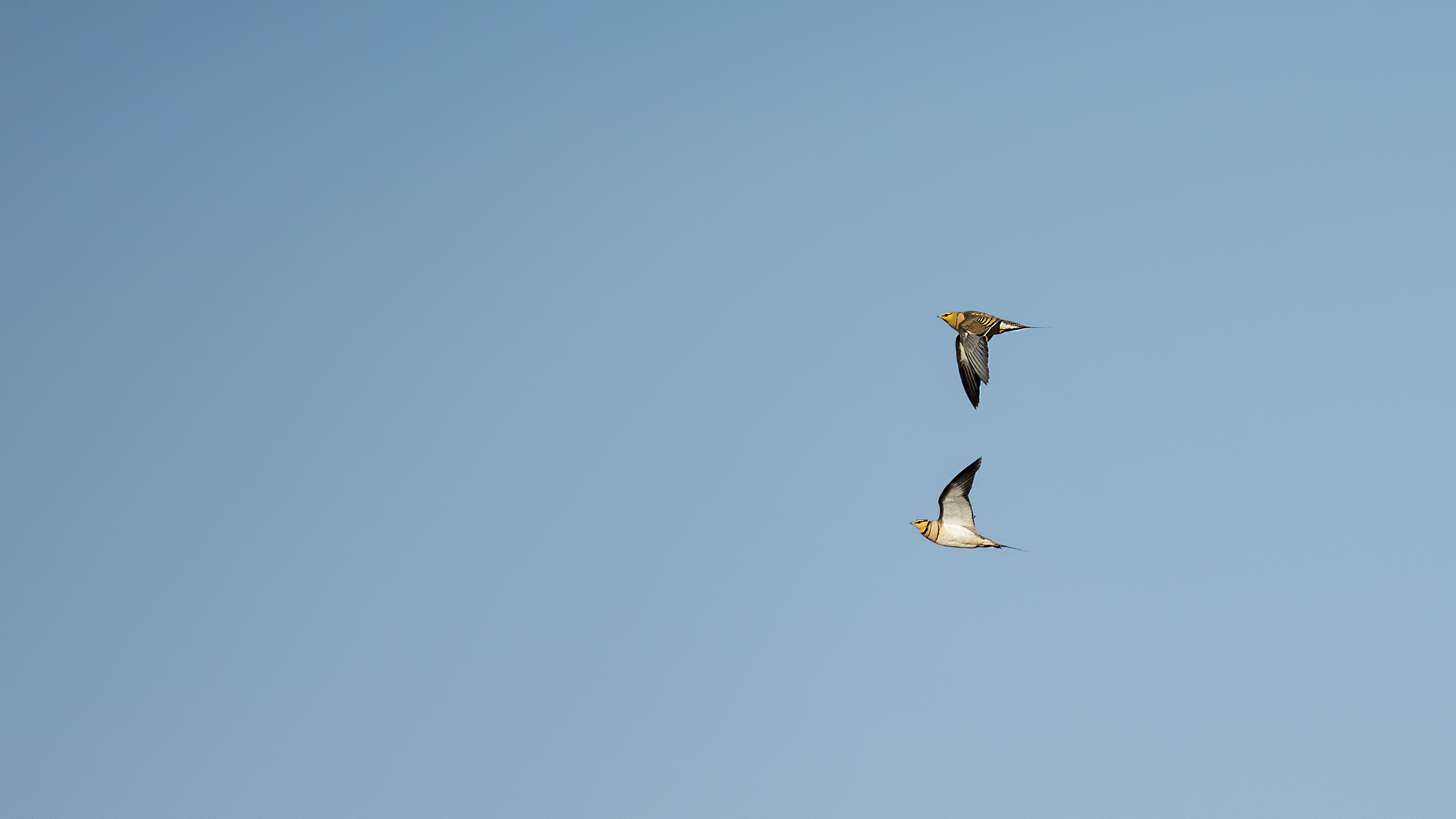 Pin-tailed Sandgrouse