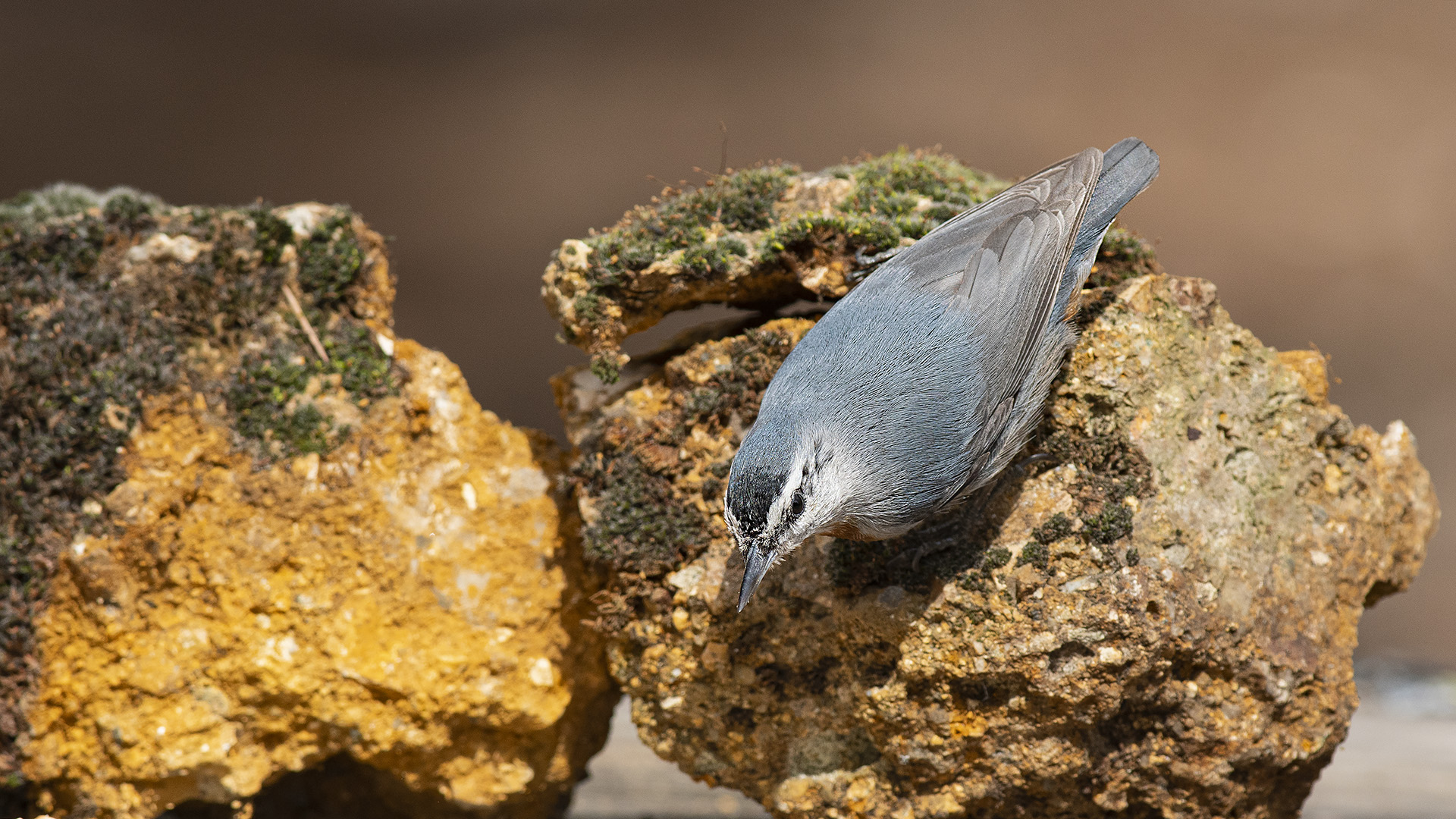 Krüper's Nuthatch — Ana fotoğraf
