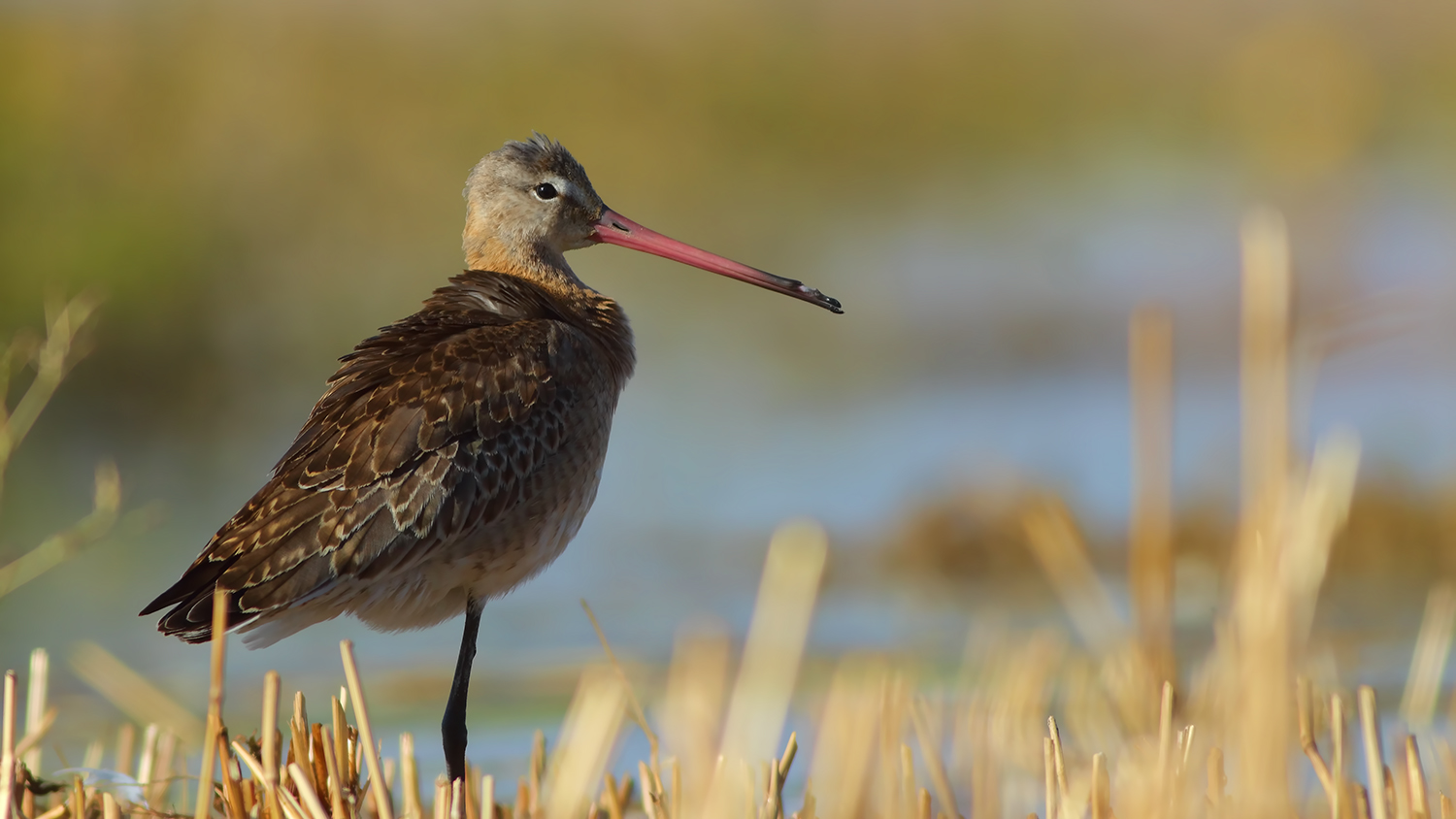 Black-tailed Godwit