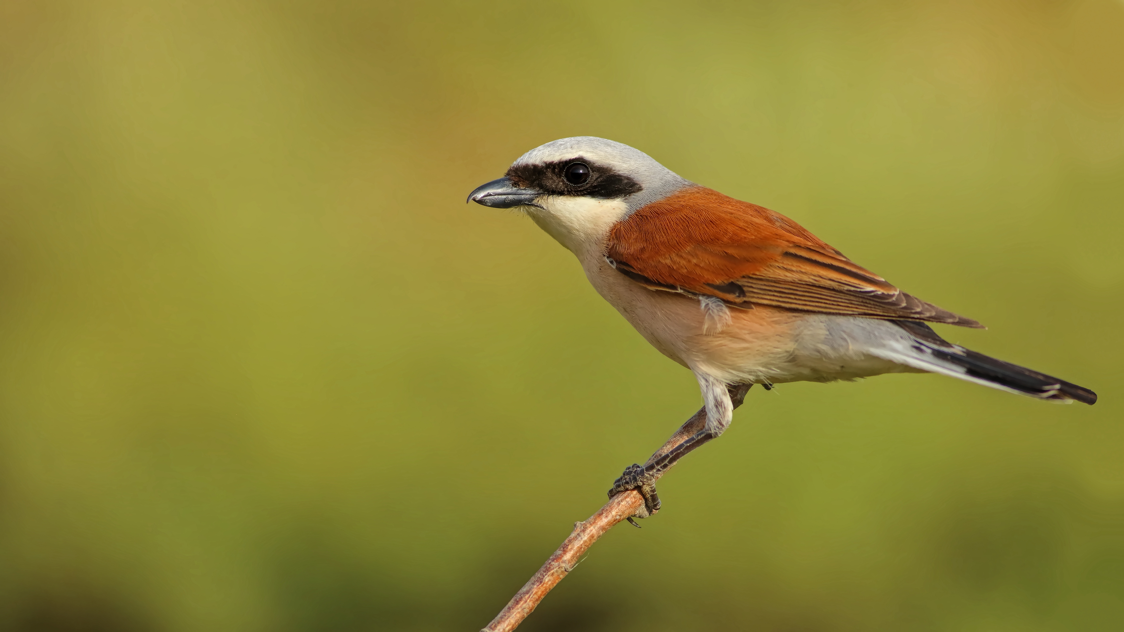 Red-backed Shrike — Ana fotoğraf