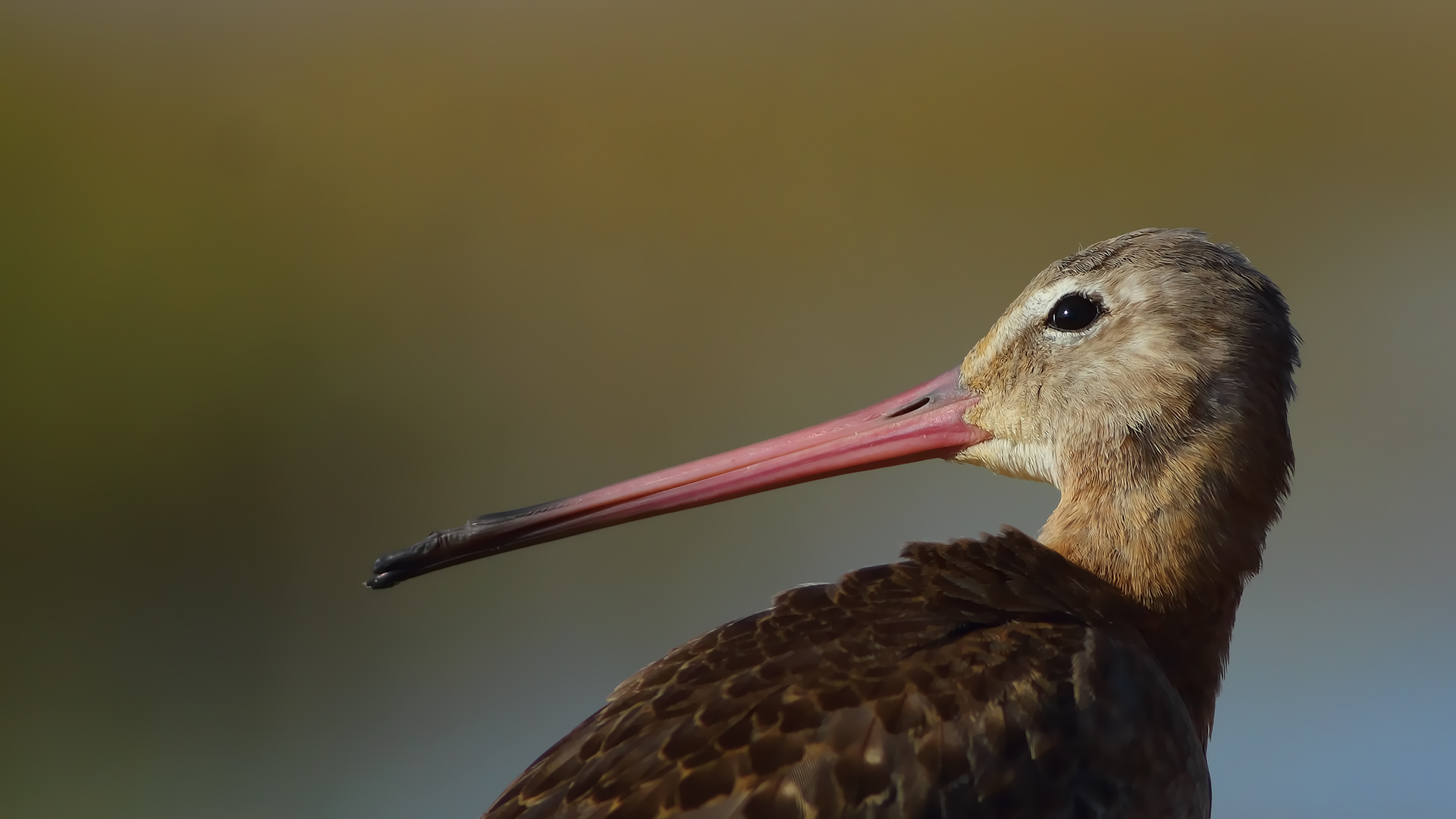 Black-tailed Godwit