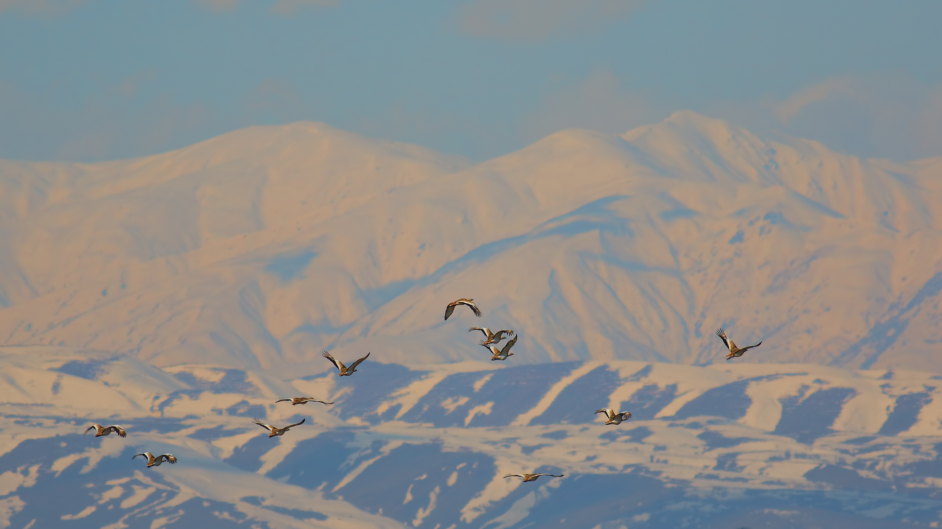 Great Bustard