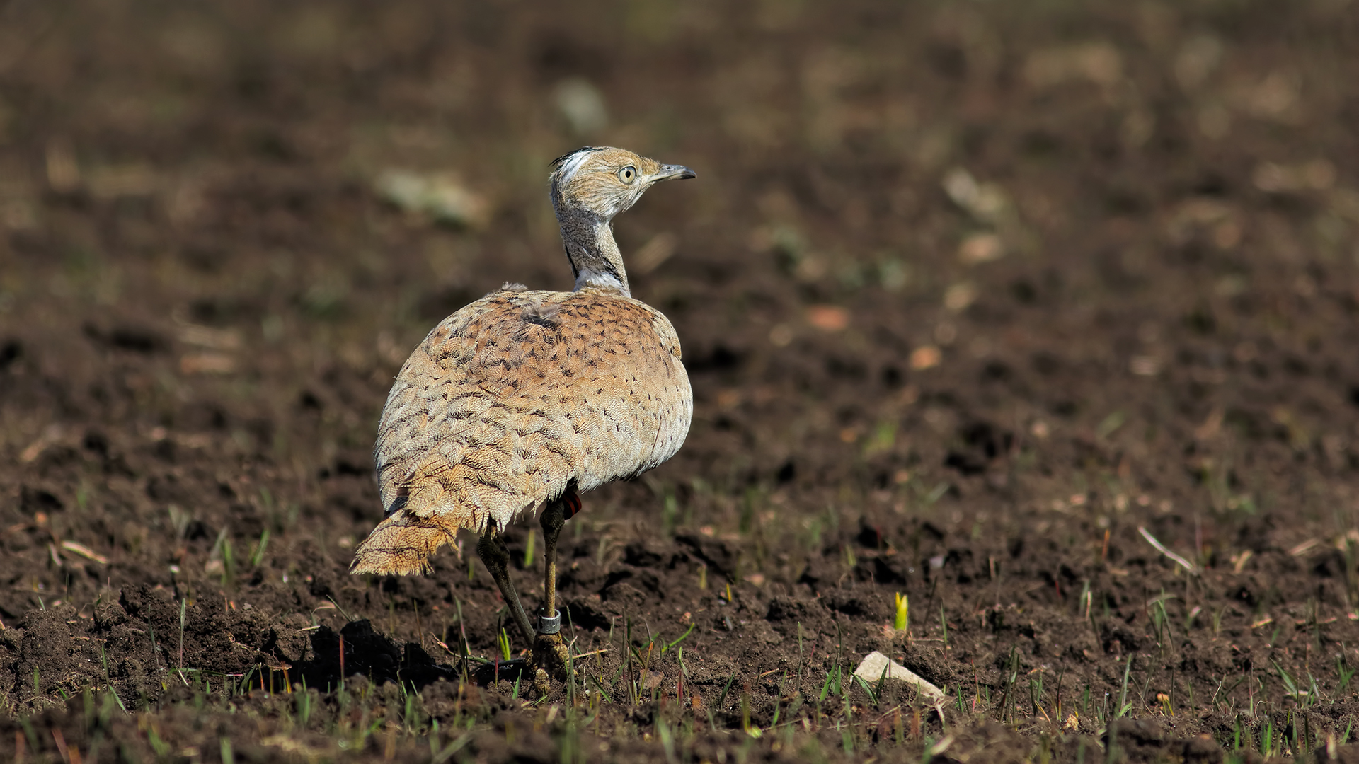 Macqueen's Bustard