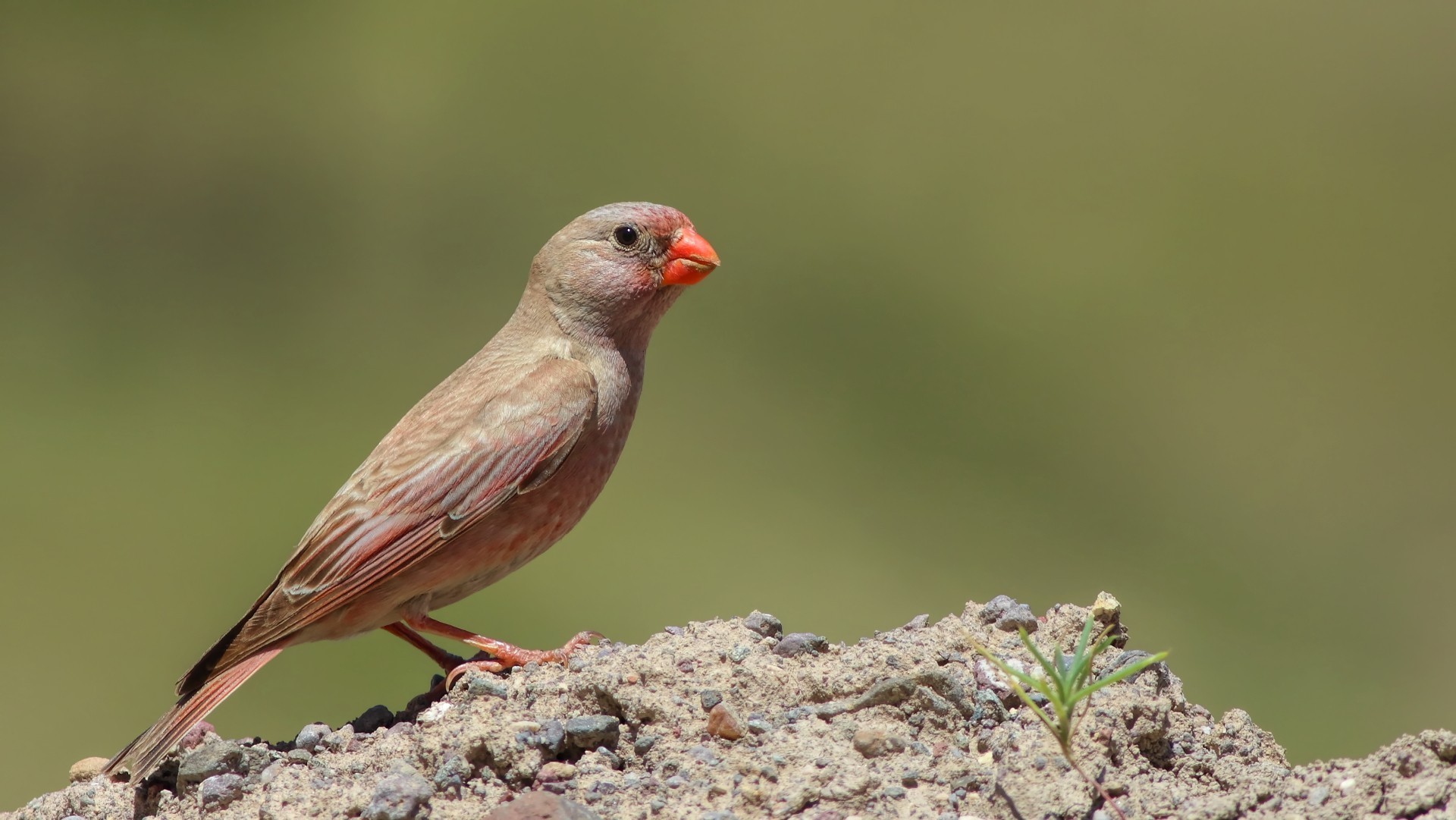 Trumpeter Finch