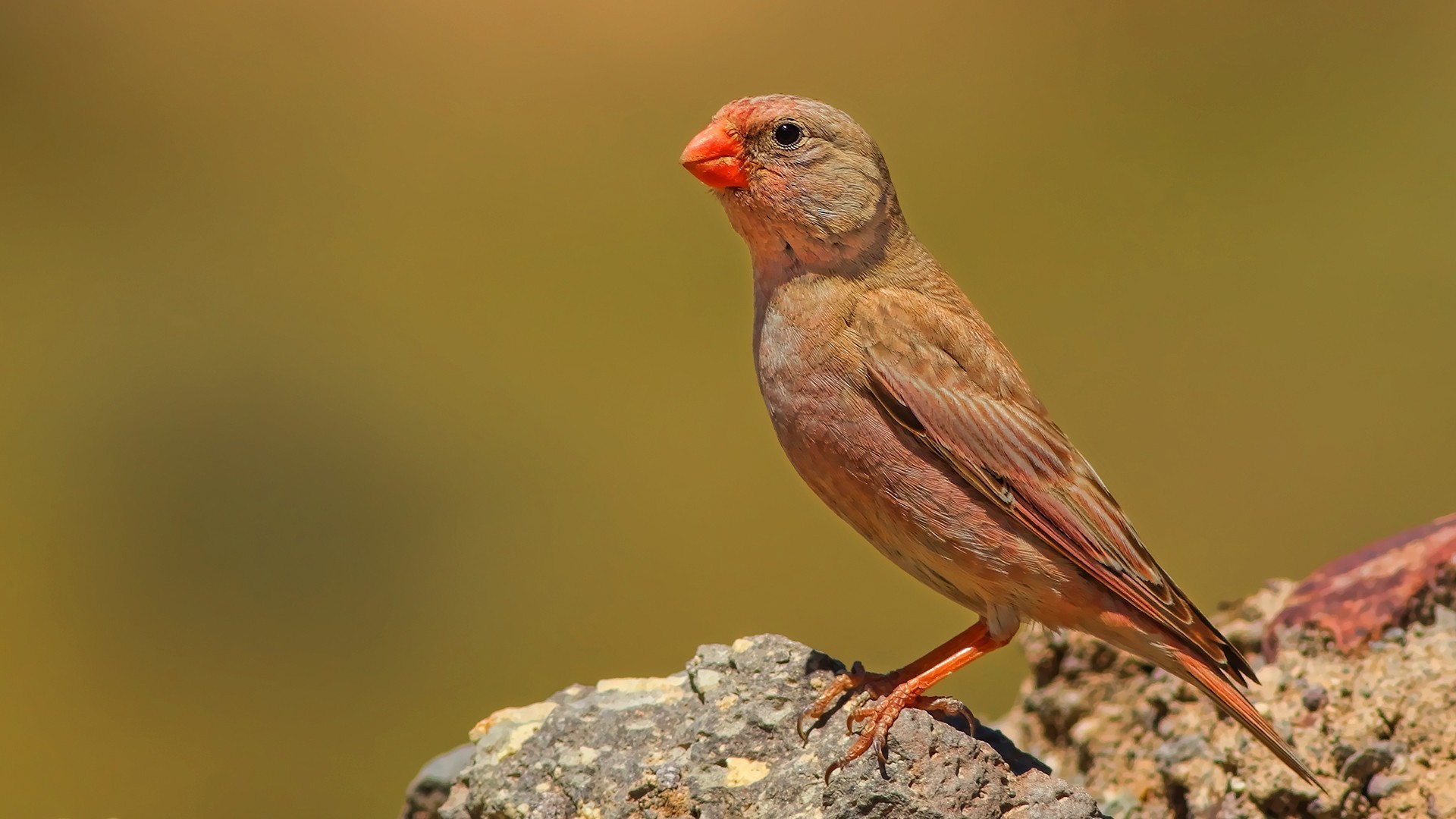 Trumpeter Finch