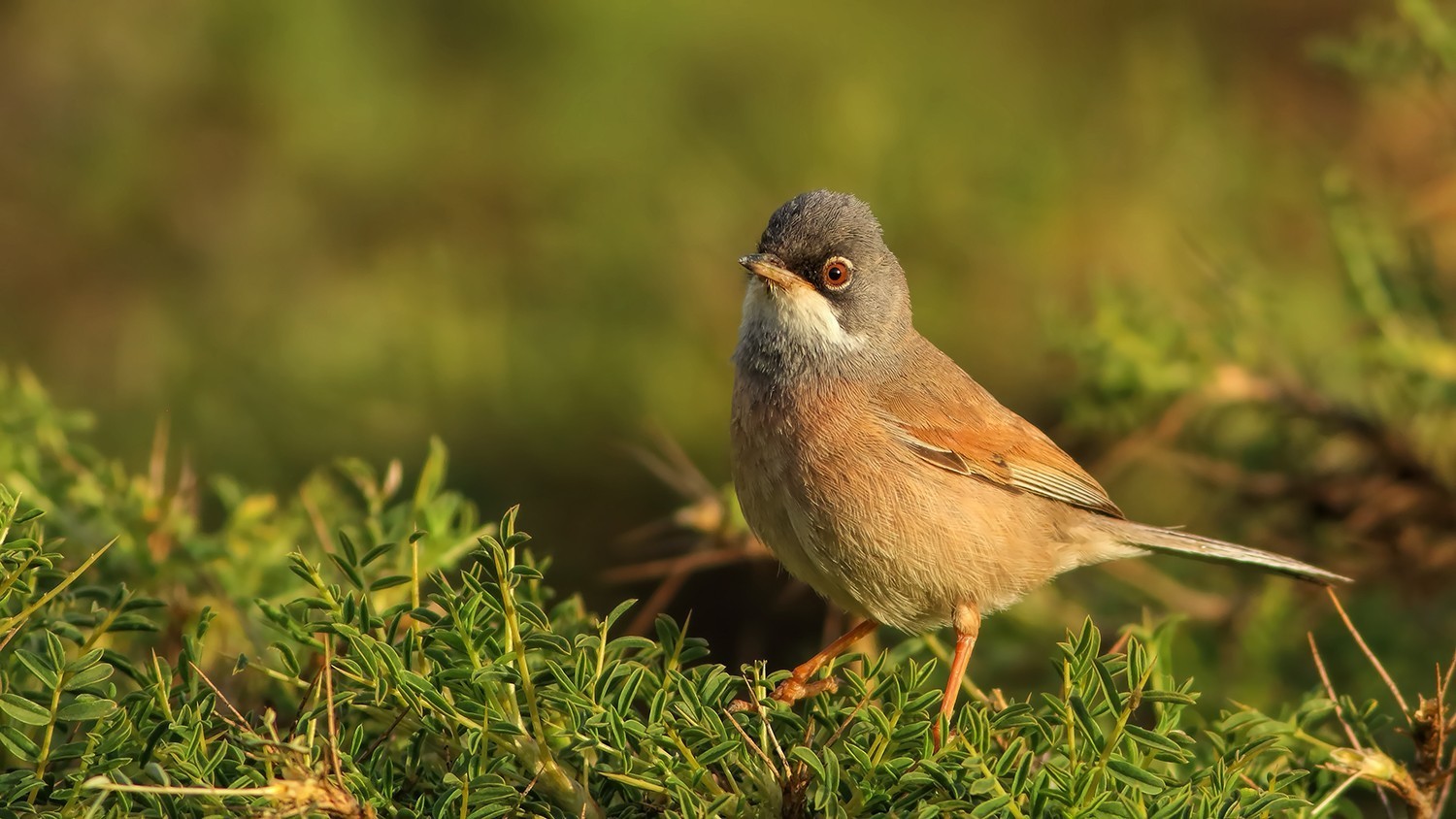 Spectacled Warbler
