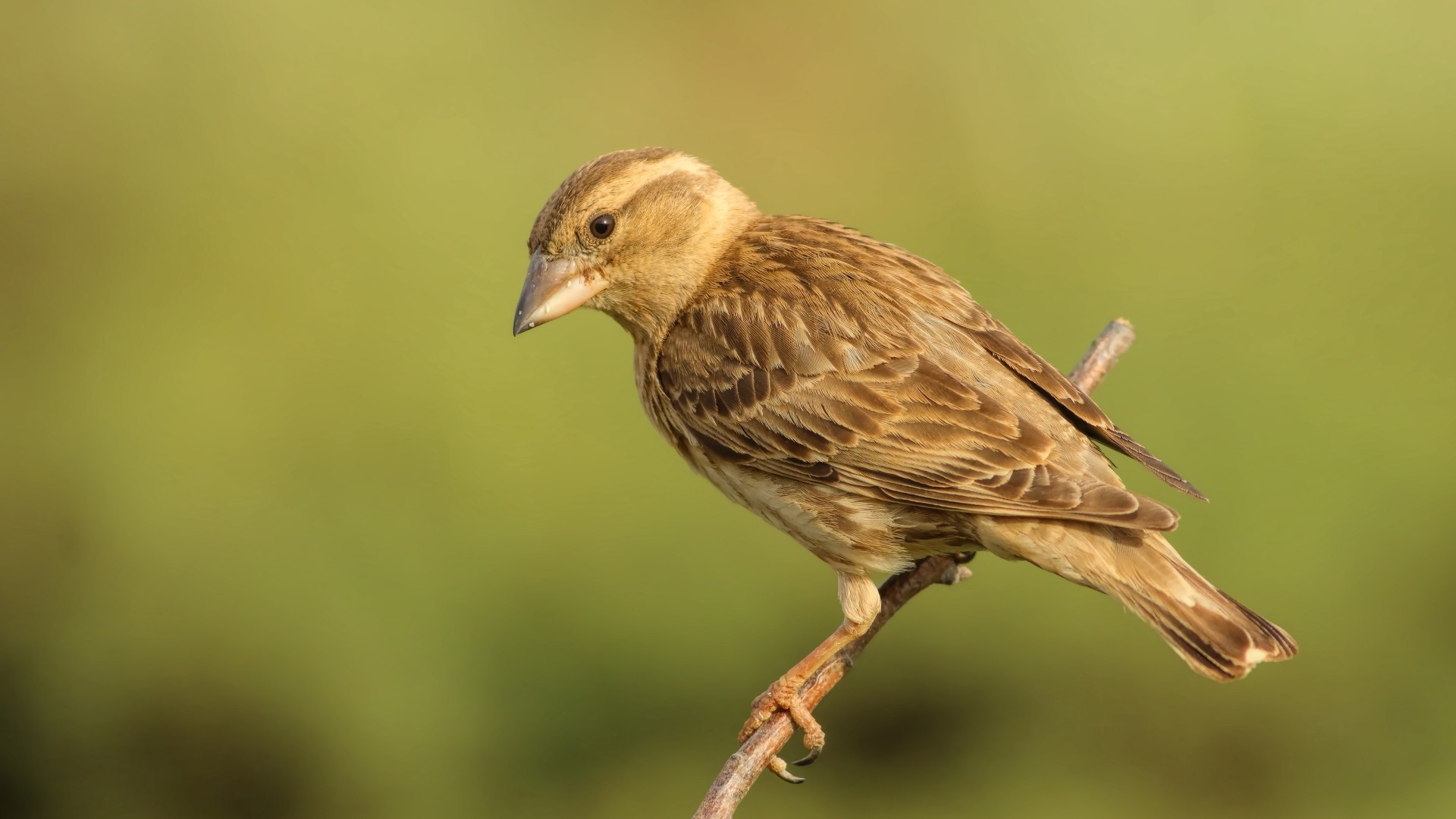 Rock Sparrow