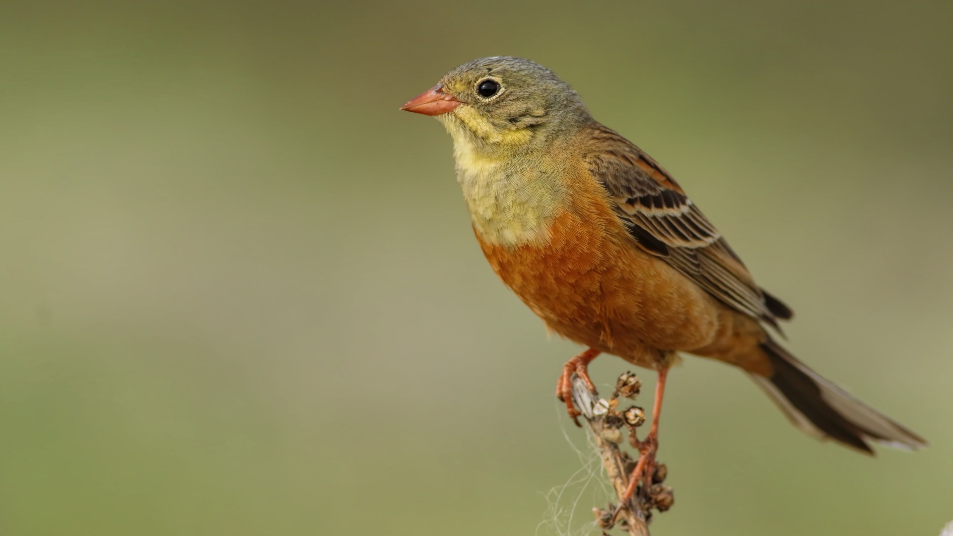 Ortolan Bunting