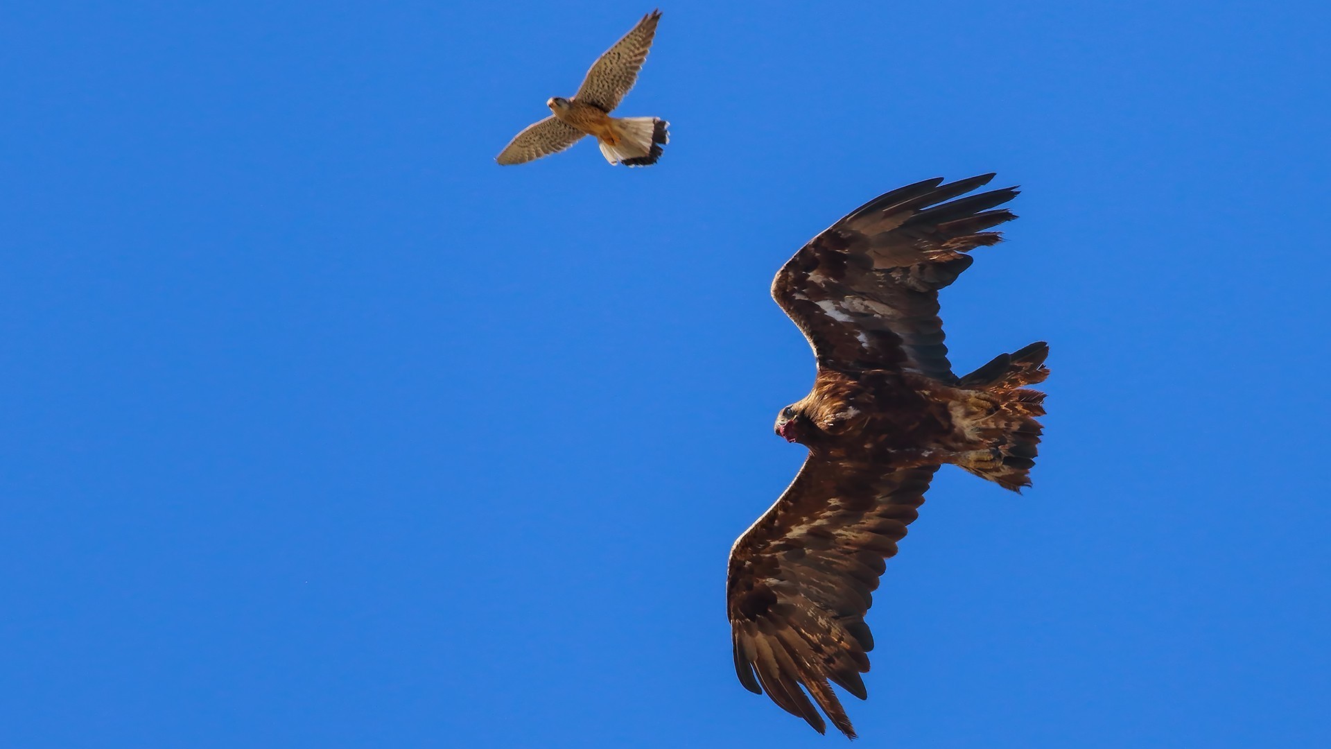 Golden Eagle