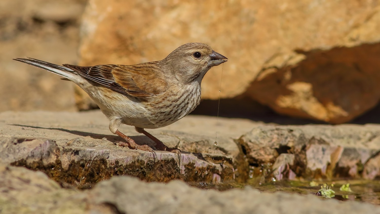 Eurasian Linnet