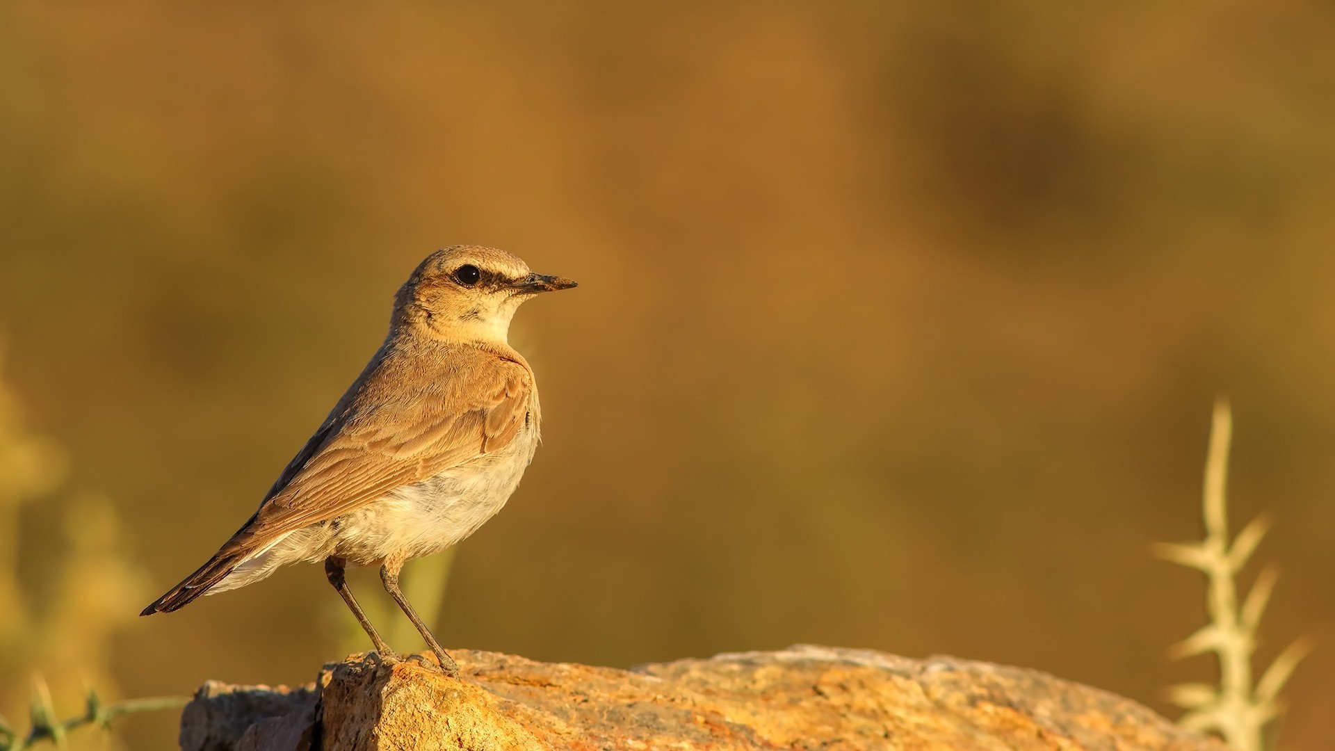 Isabelline Wheatear