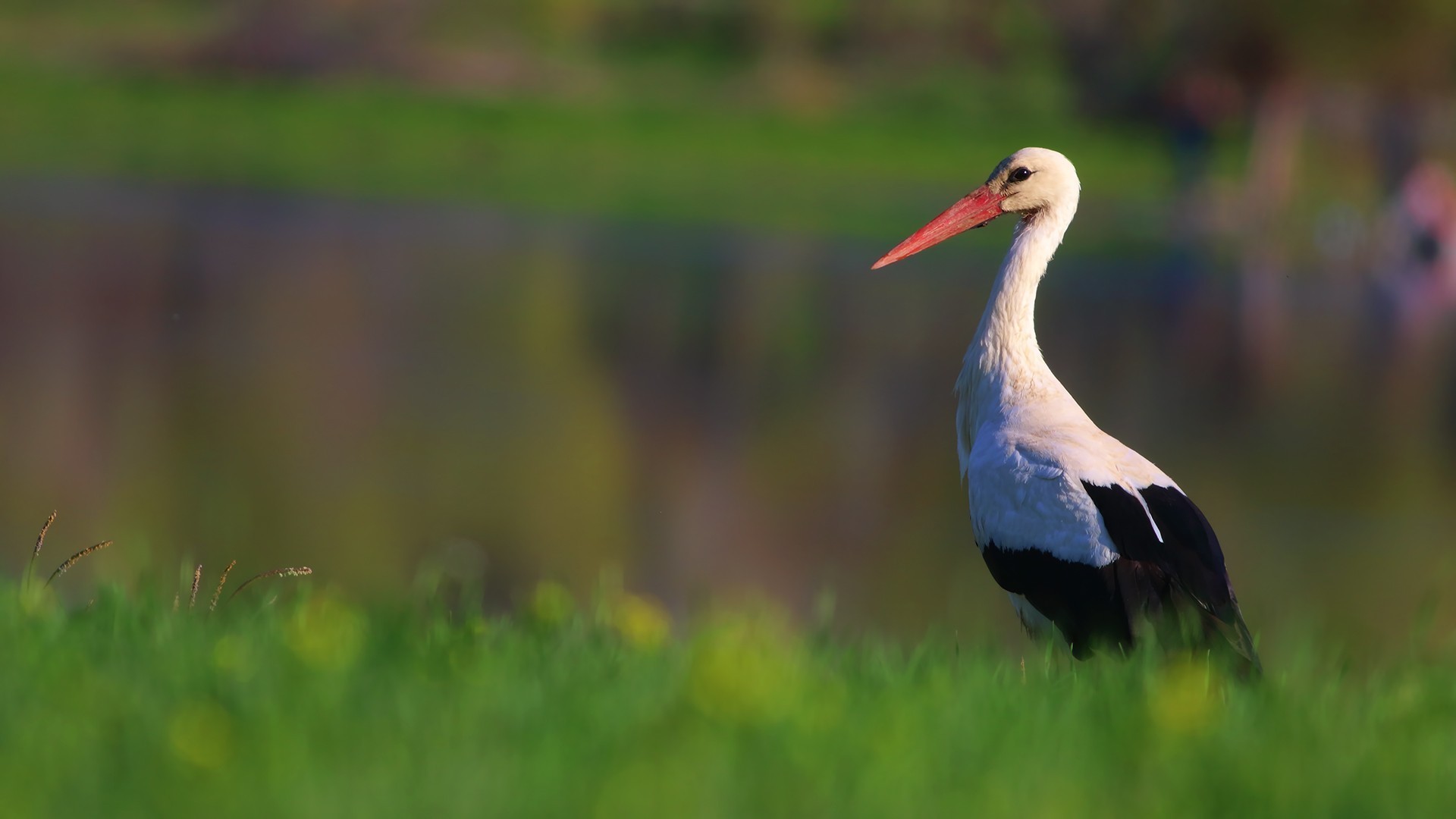 White Stork