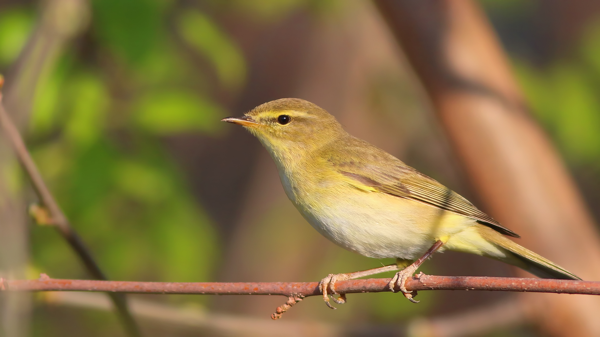Willow Warbler
