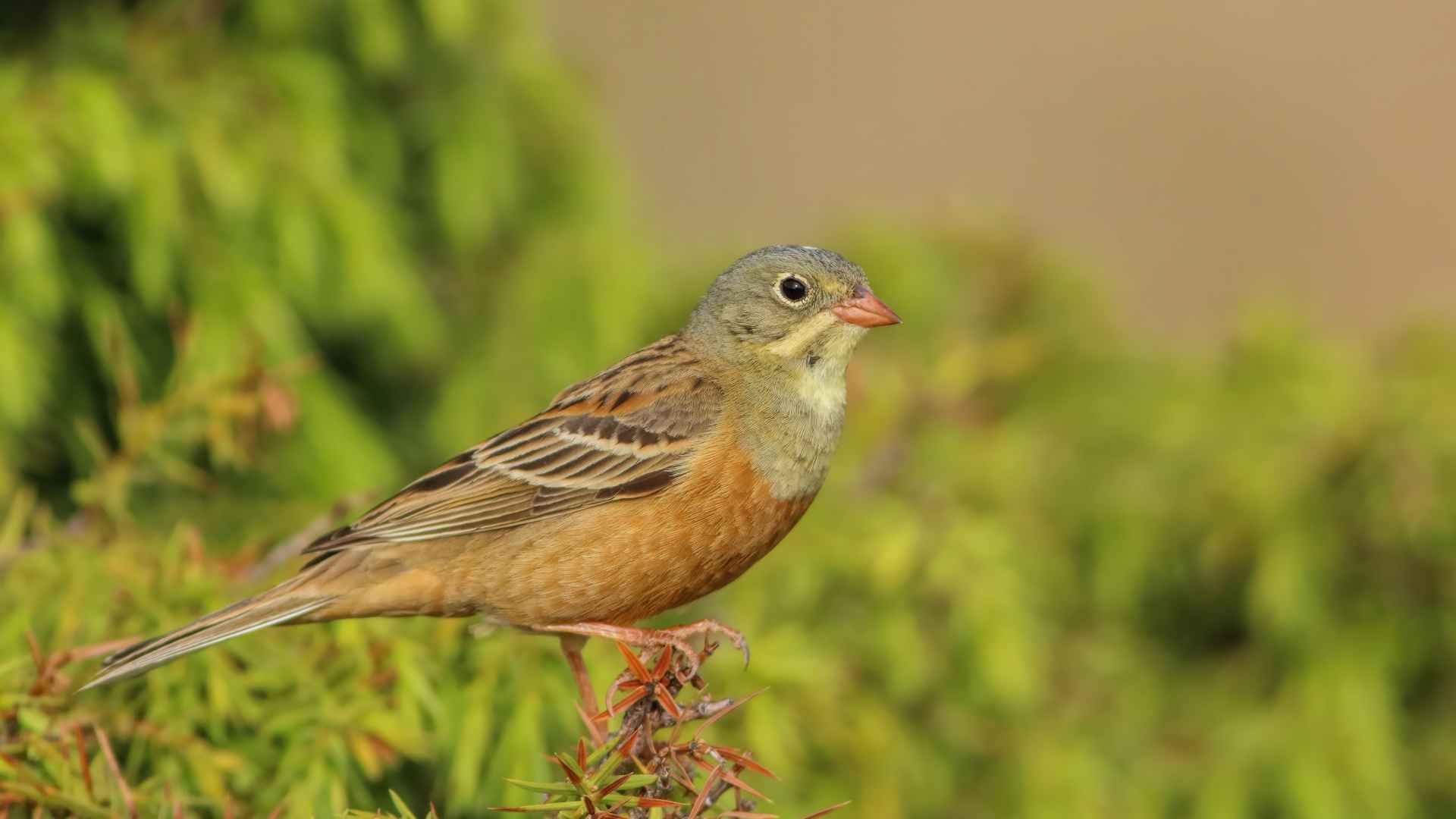 Kirazkuşu