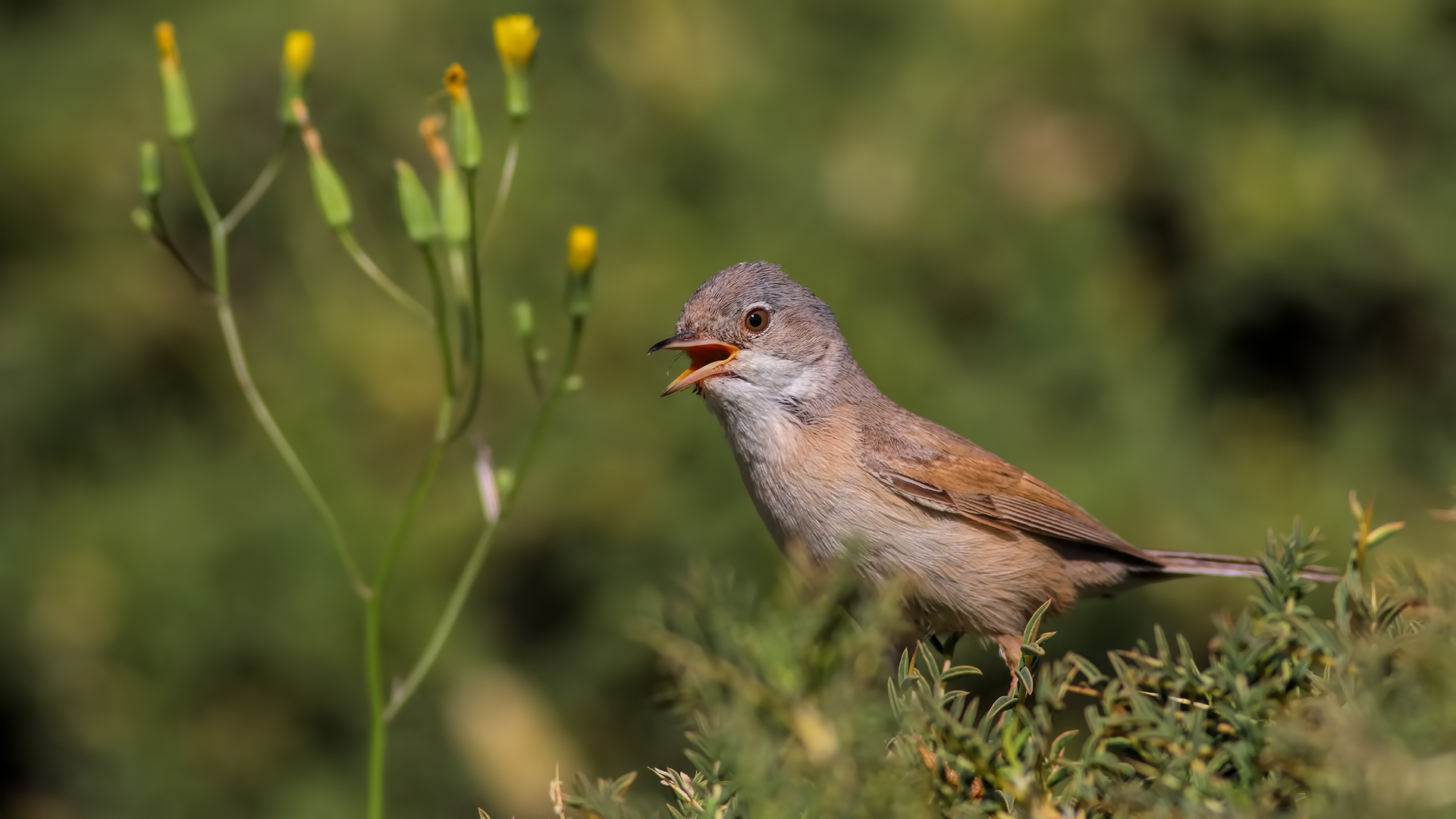 Spectacled Warbler