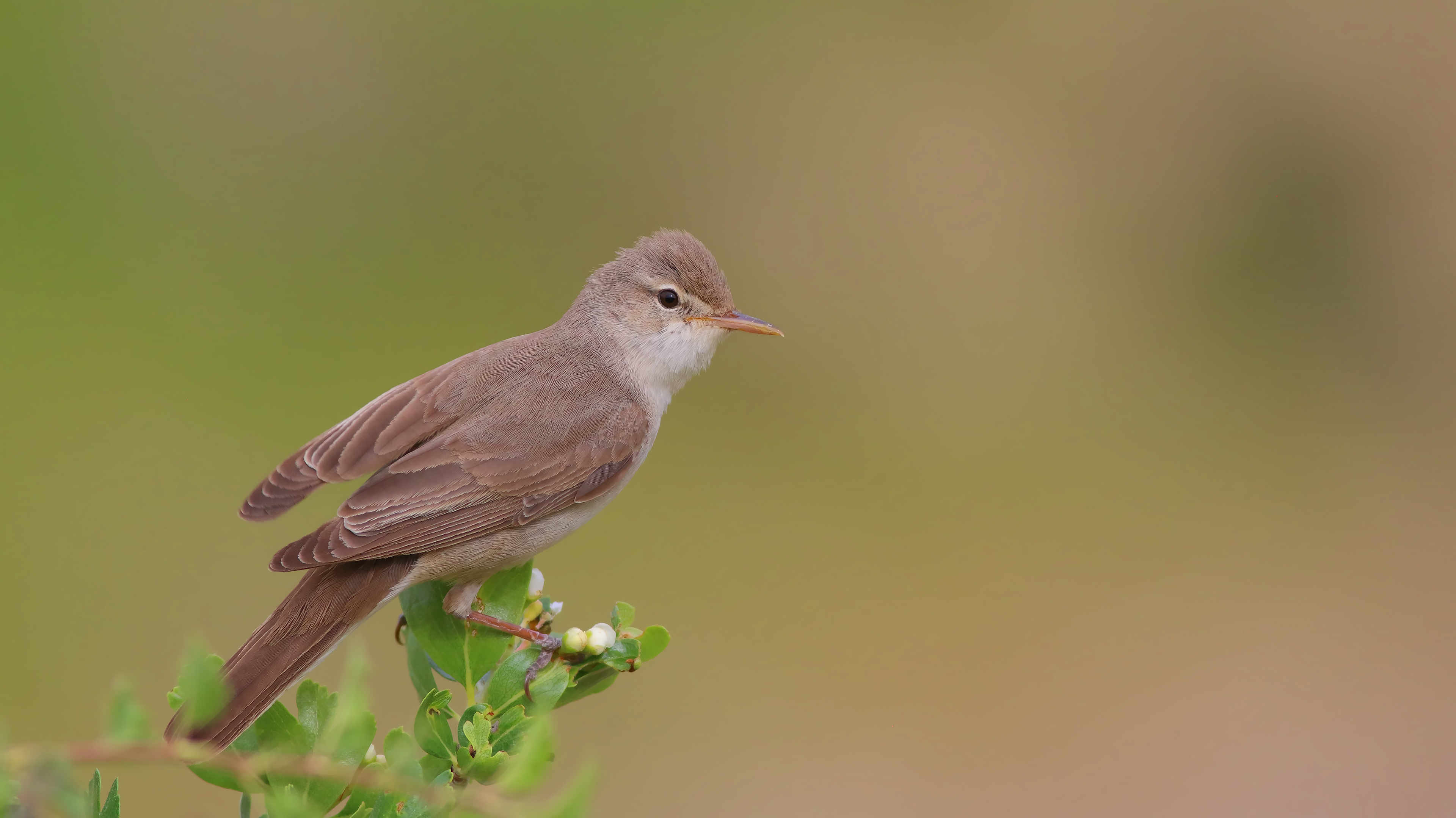 Upcher's Warbler — Ana fotoğraf