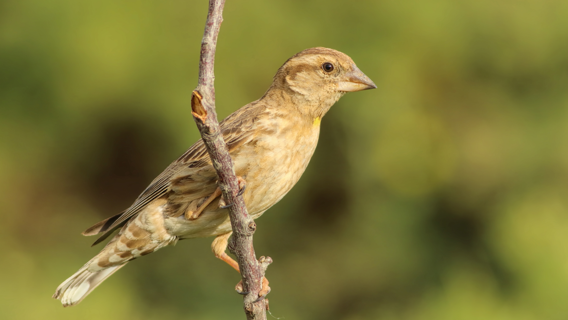 Rock Sparrow