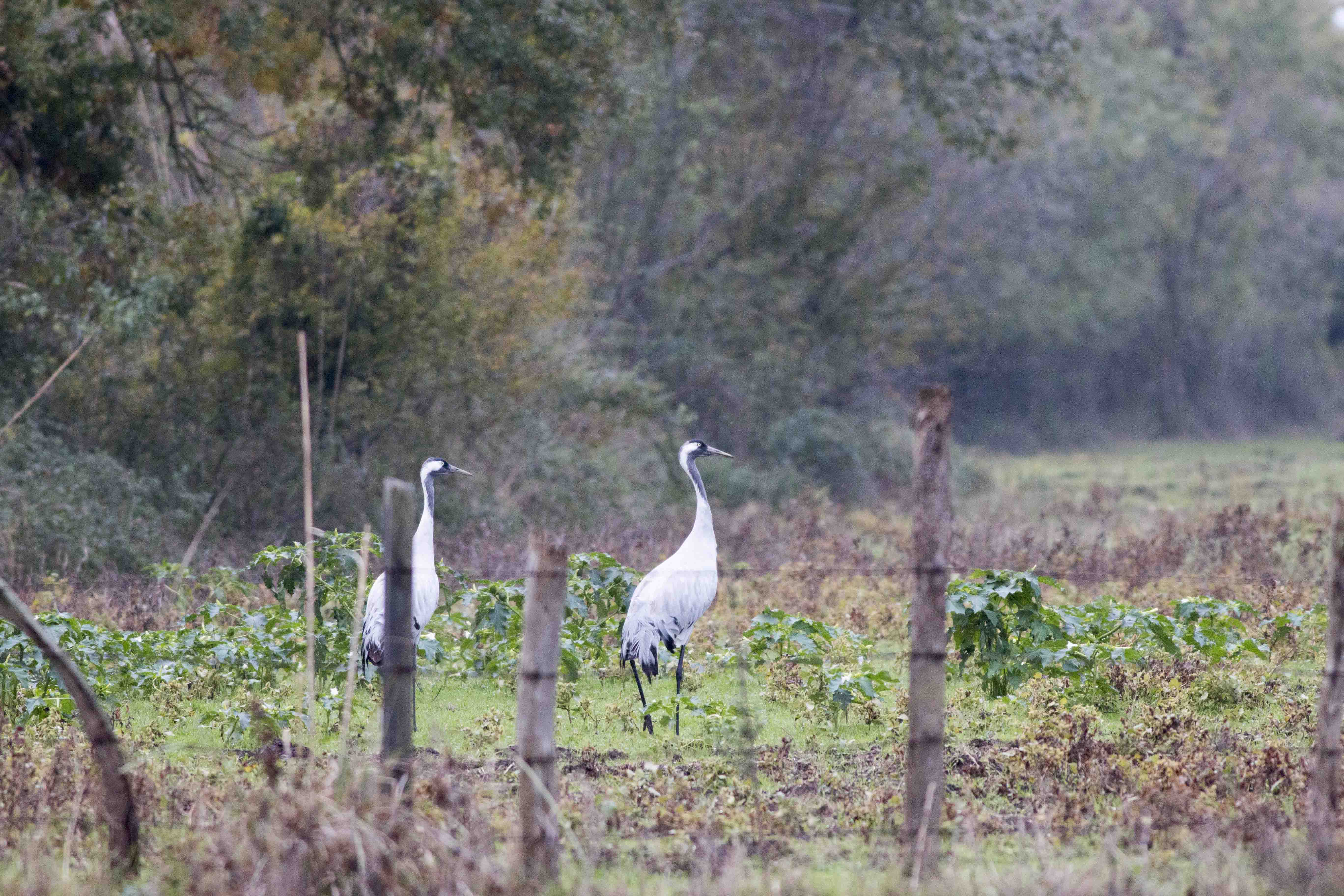 Common Crane