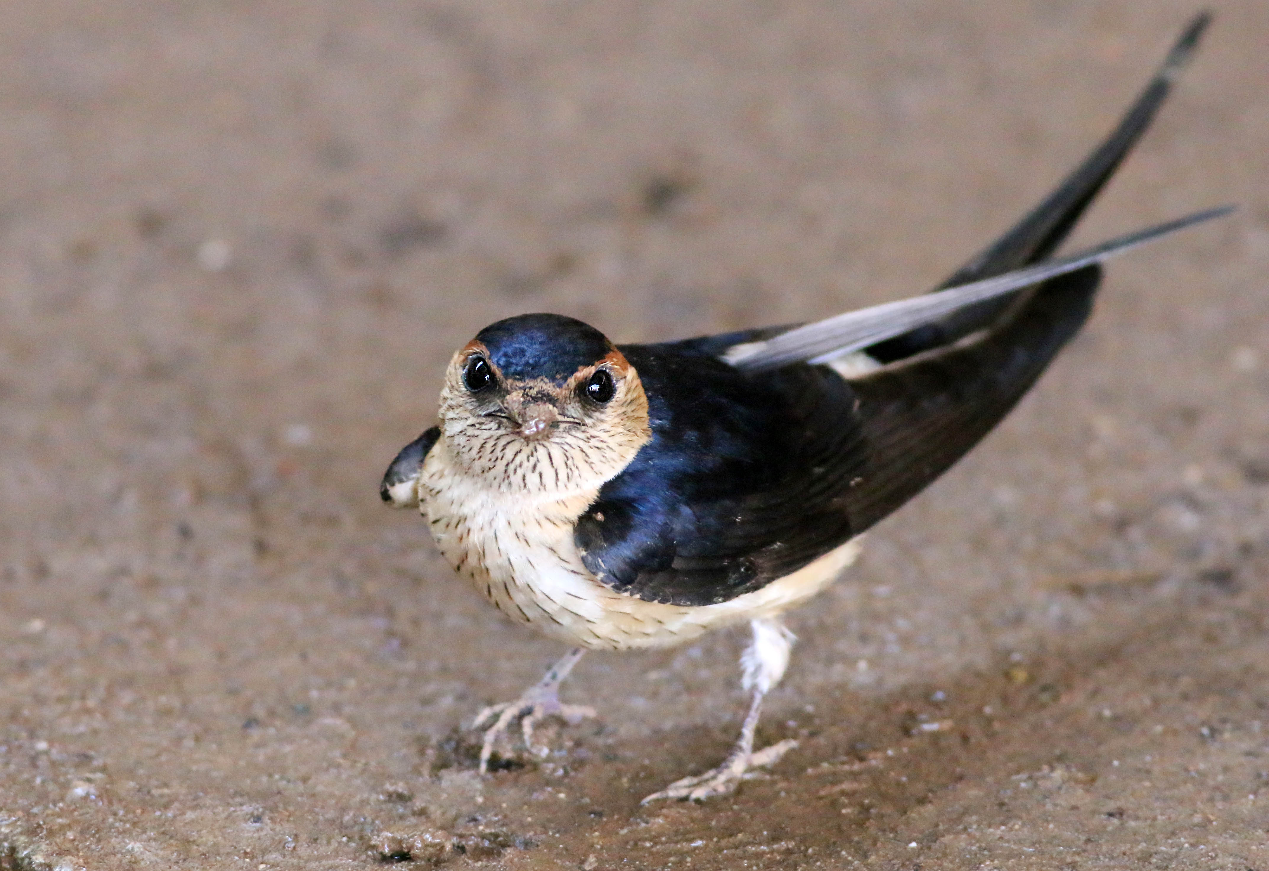 Red-rumped Swallow
