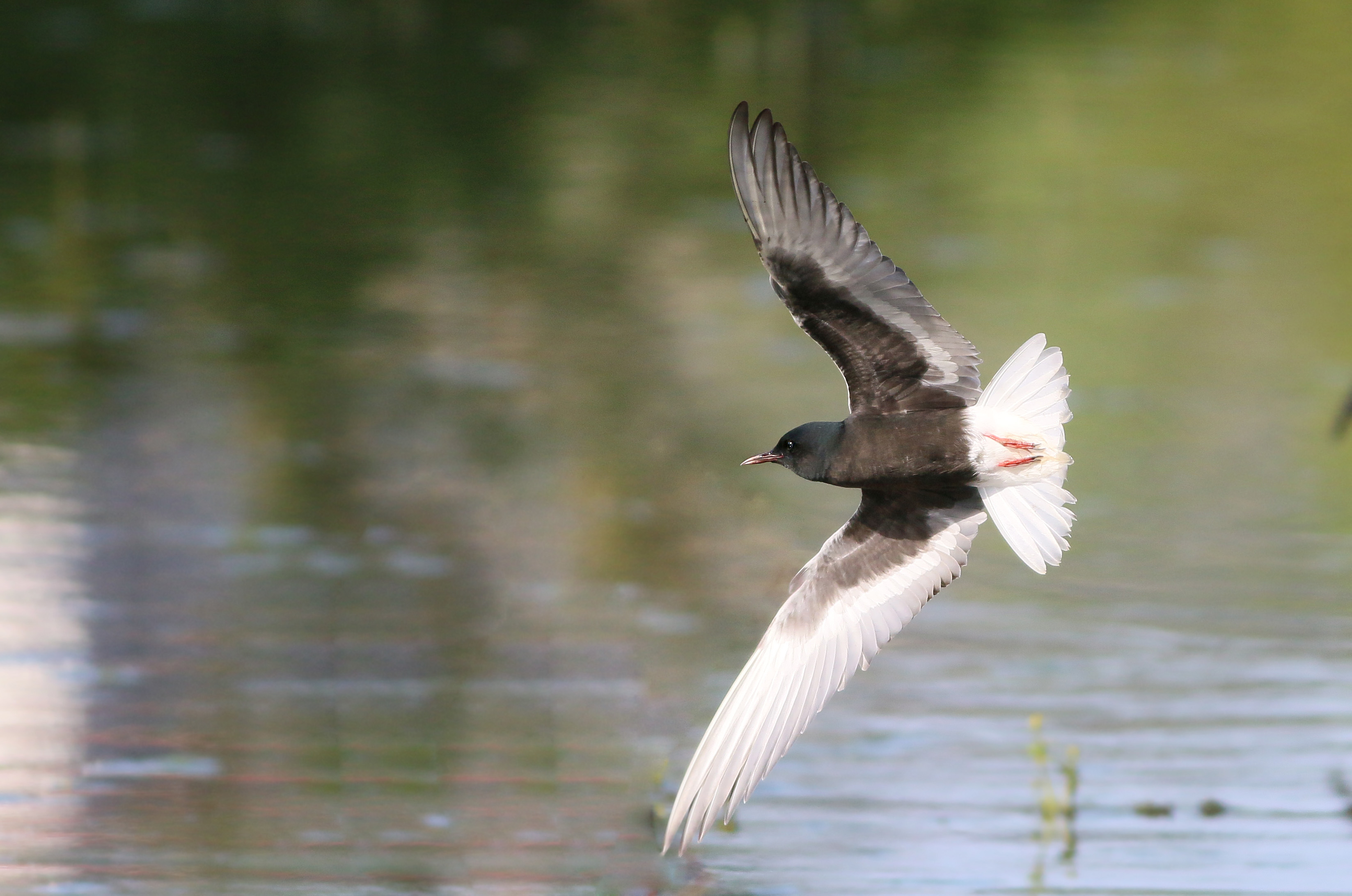 White-winged Tern