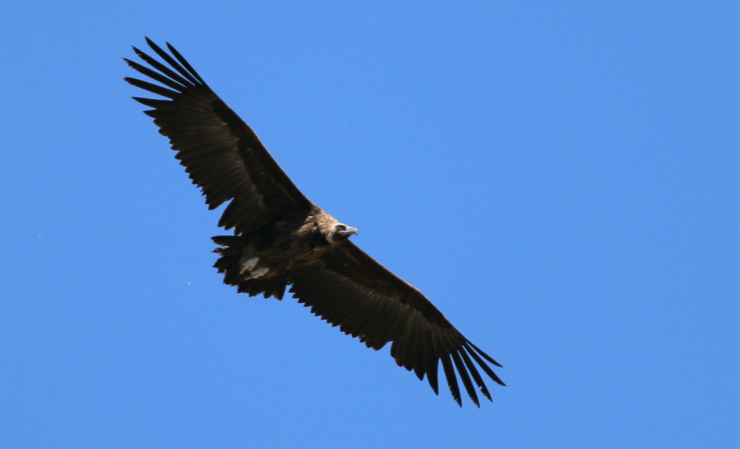 Cinereous Vulture