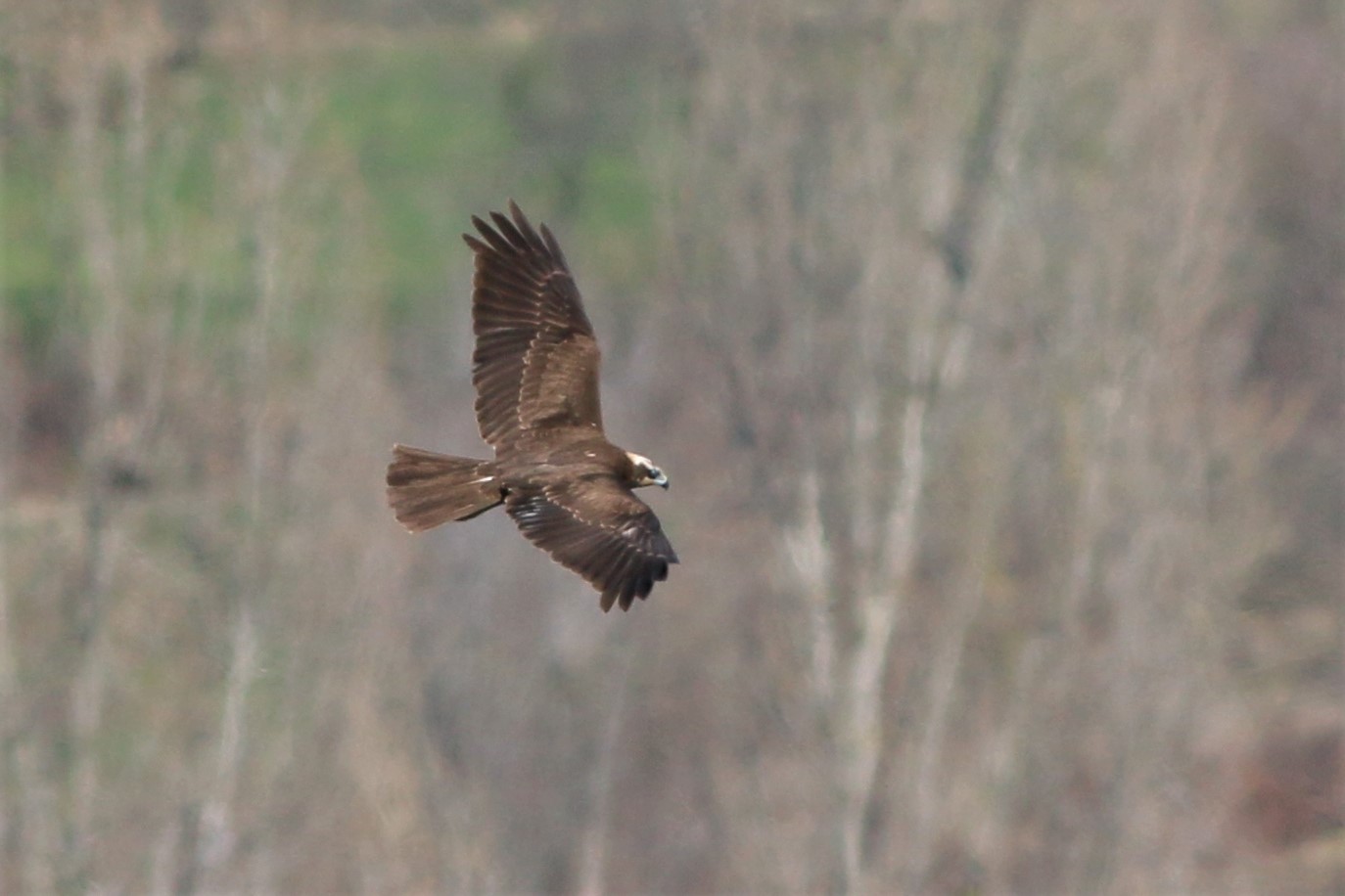 Eurasian Marsh-Harrier