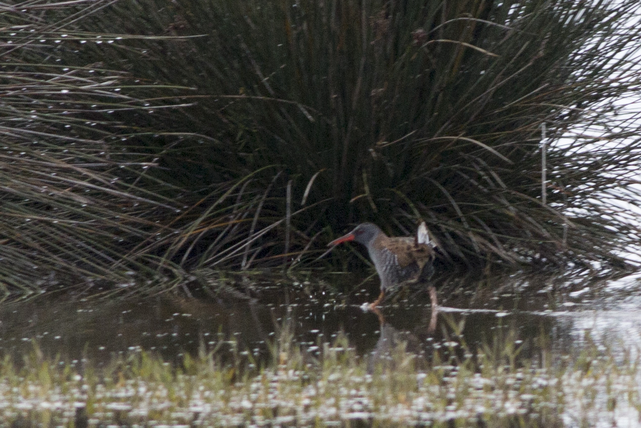 Water Rail