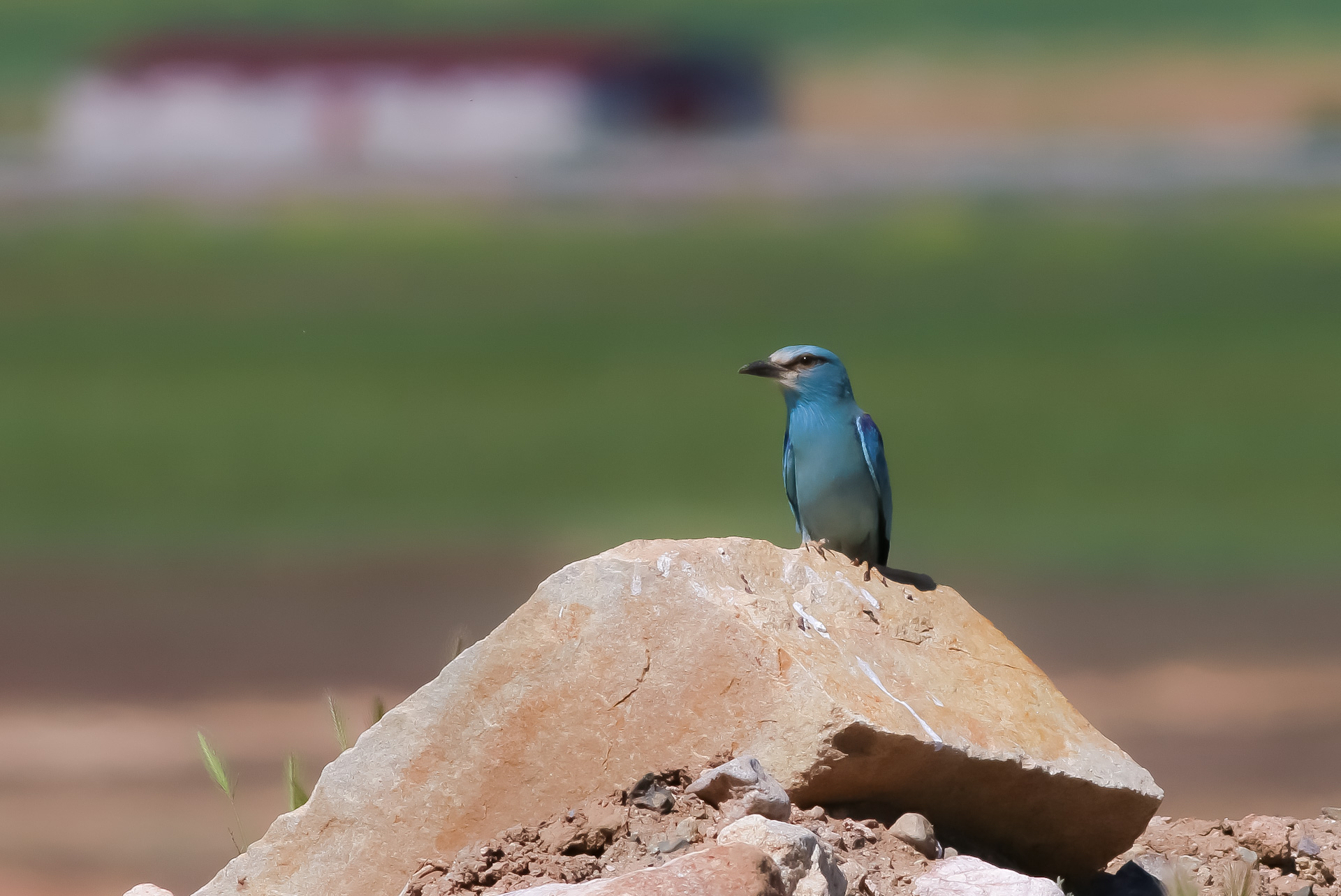 European Roller