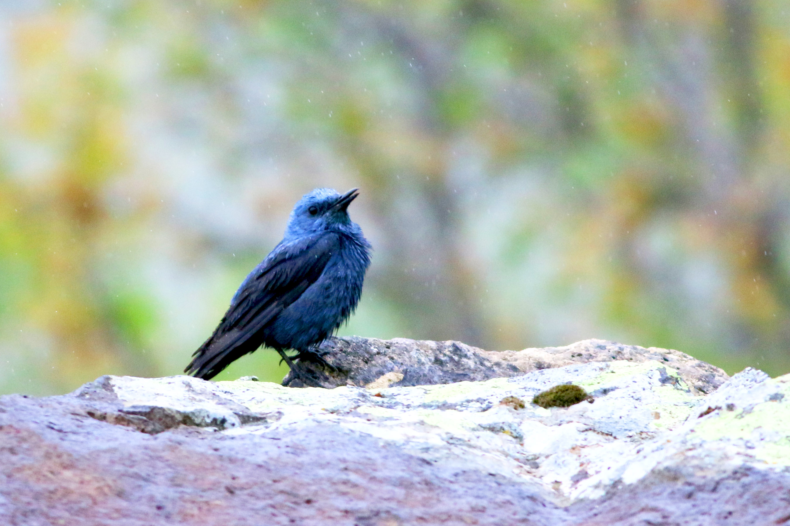 Blue Rock-Thrush
