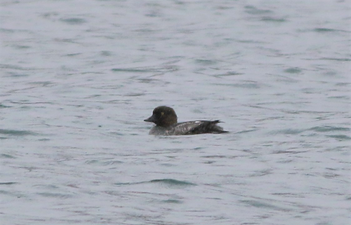 Common Goldeneye