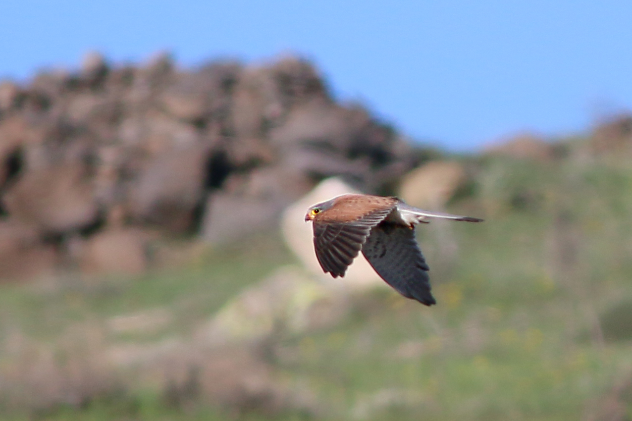 Eurasian Kestrel