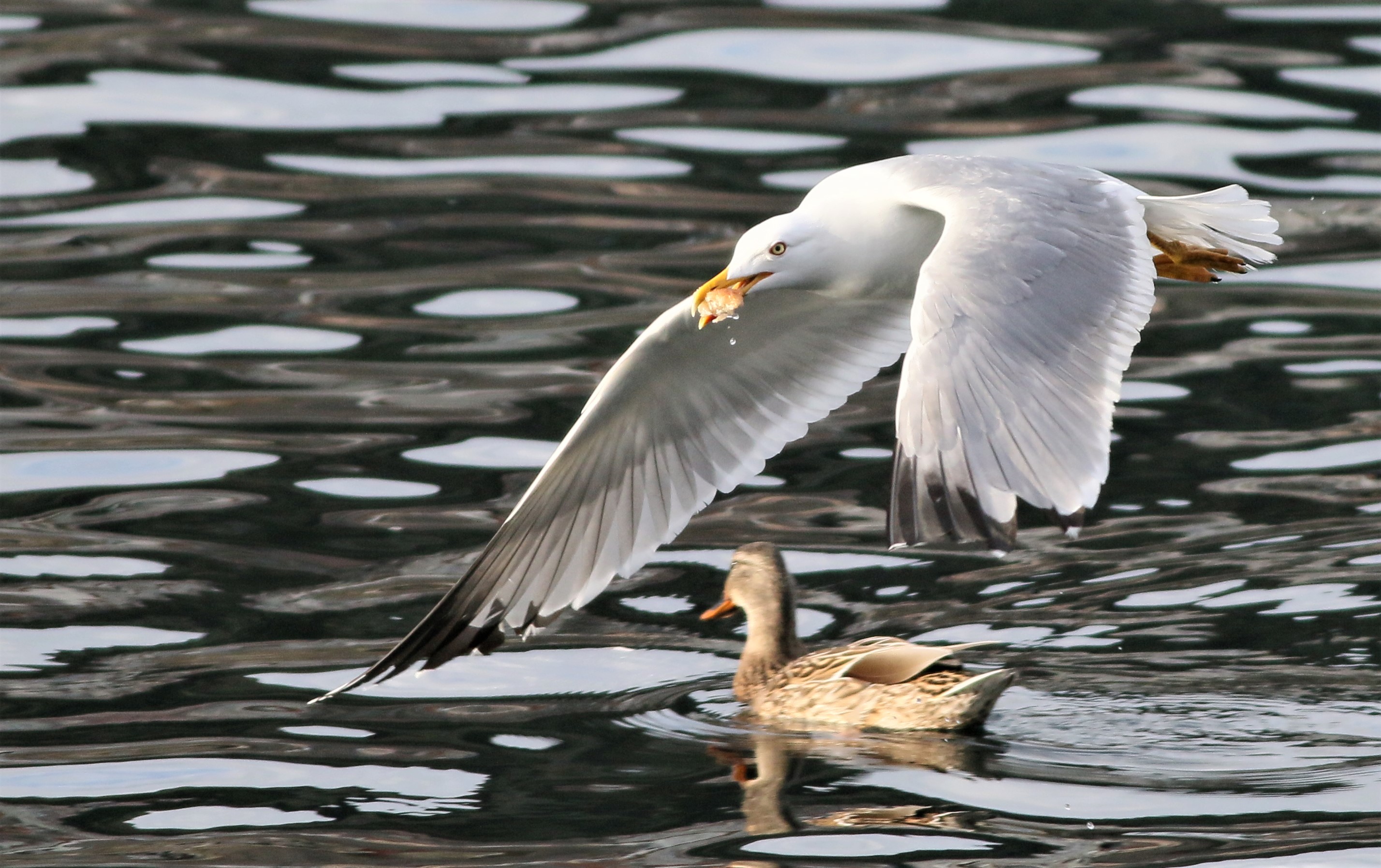 Yellow-legged Gull