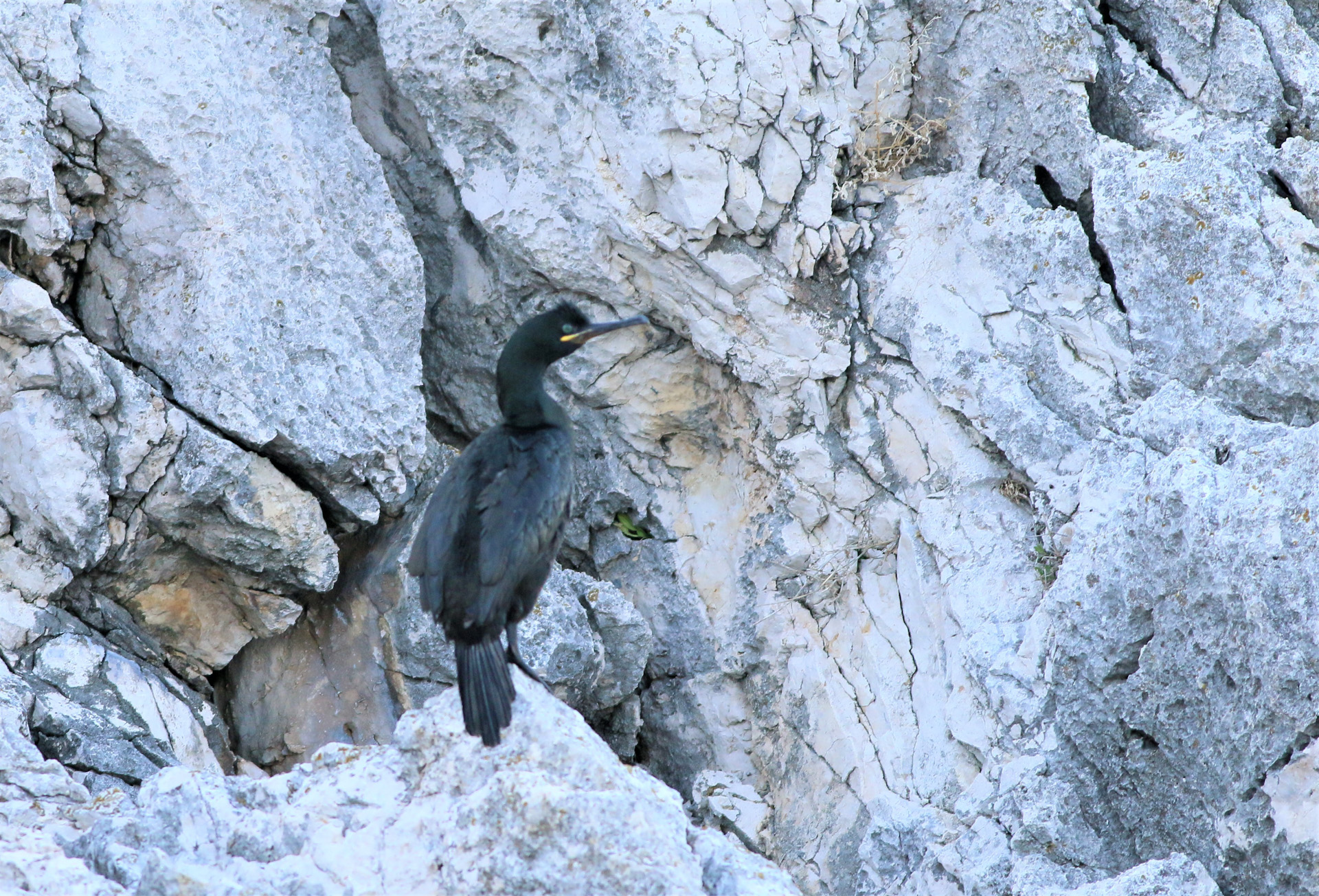 European Shag