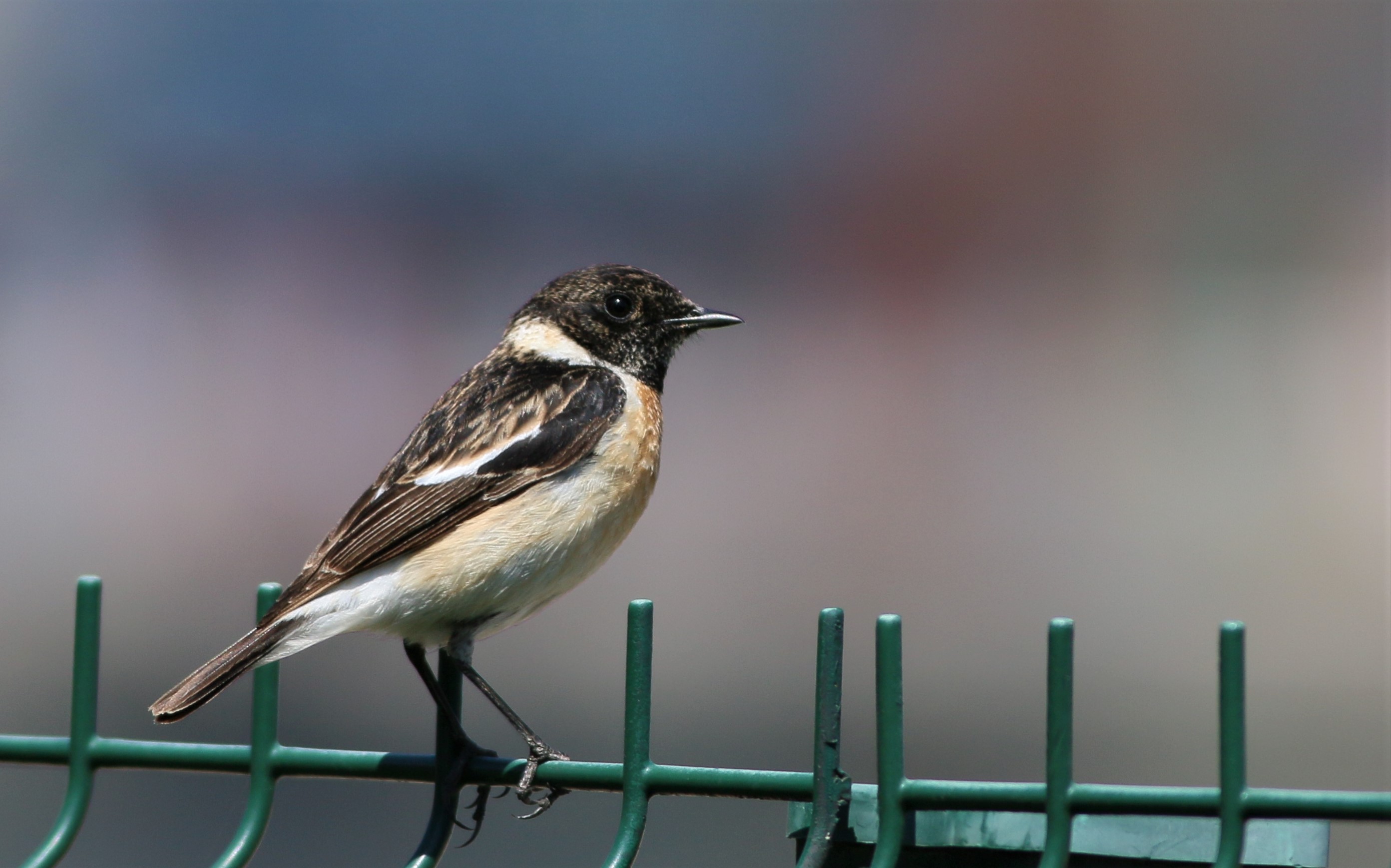 Siberian Stonechat