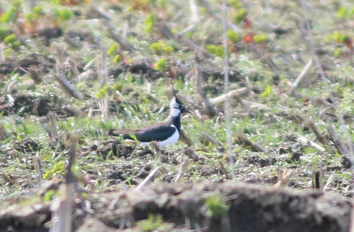 Northern Lapwing