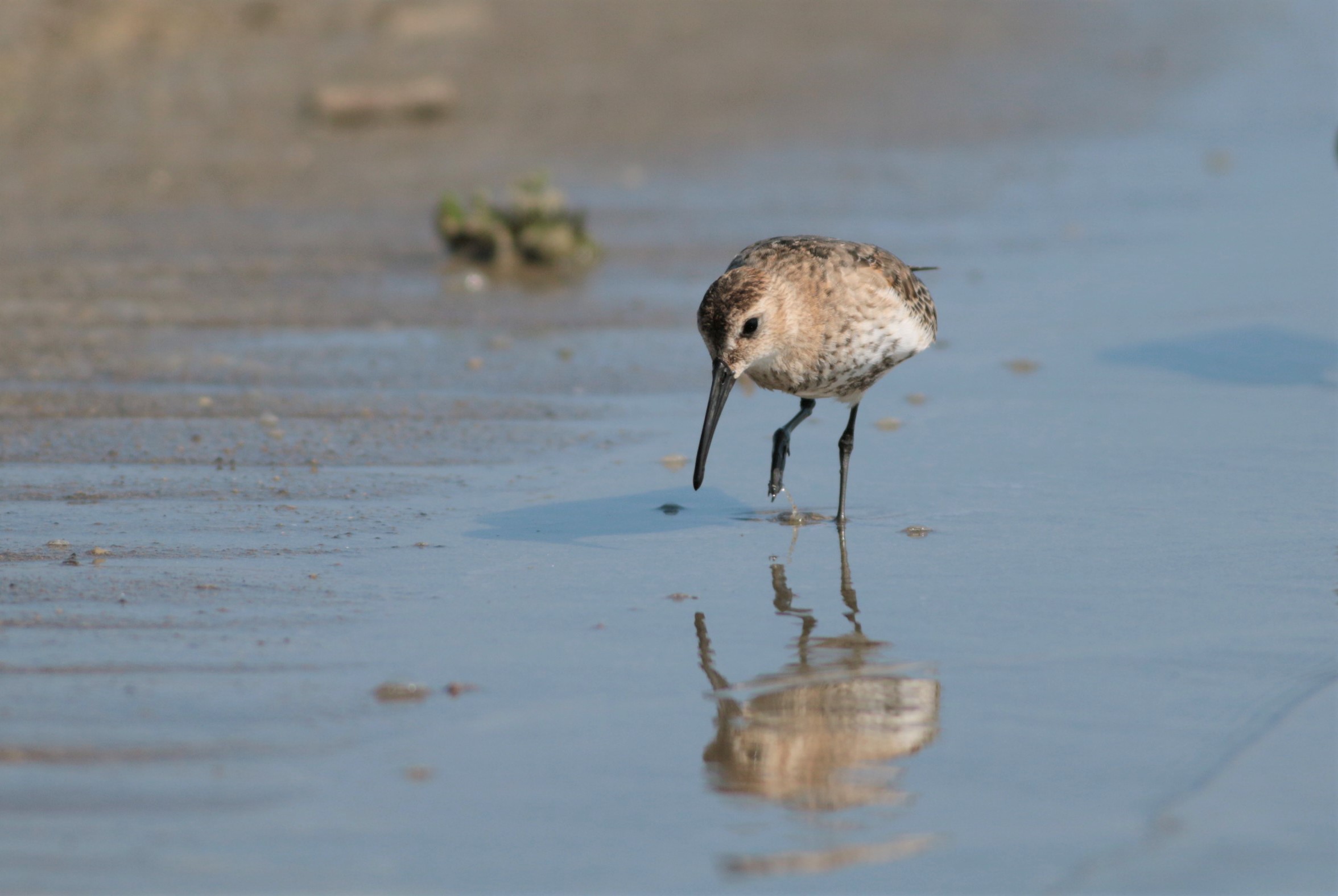 Dunlin